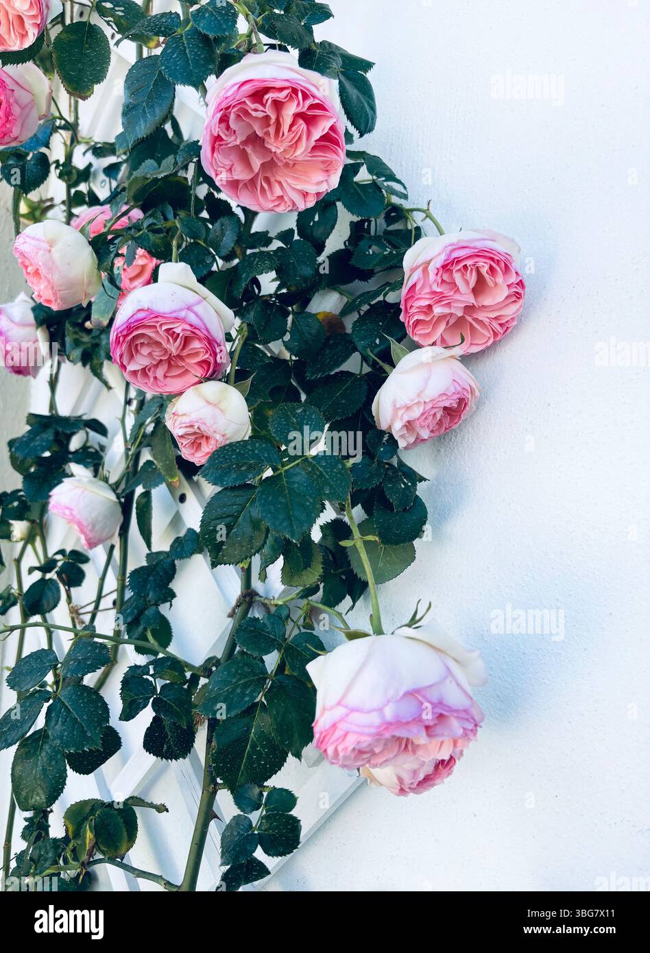 Schöne Kletterrose hellrosa und weiß Pierre de Ronsard blüht im Sommer auf dem Balkon. Rosenblume. Gartenkonzept. Stockfoto