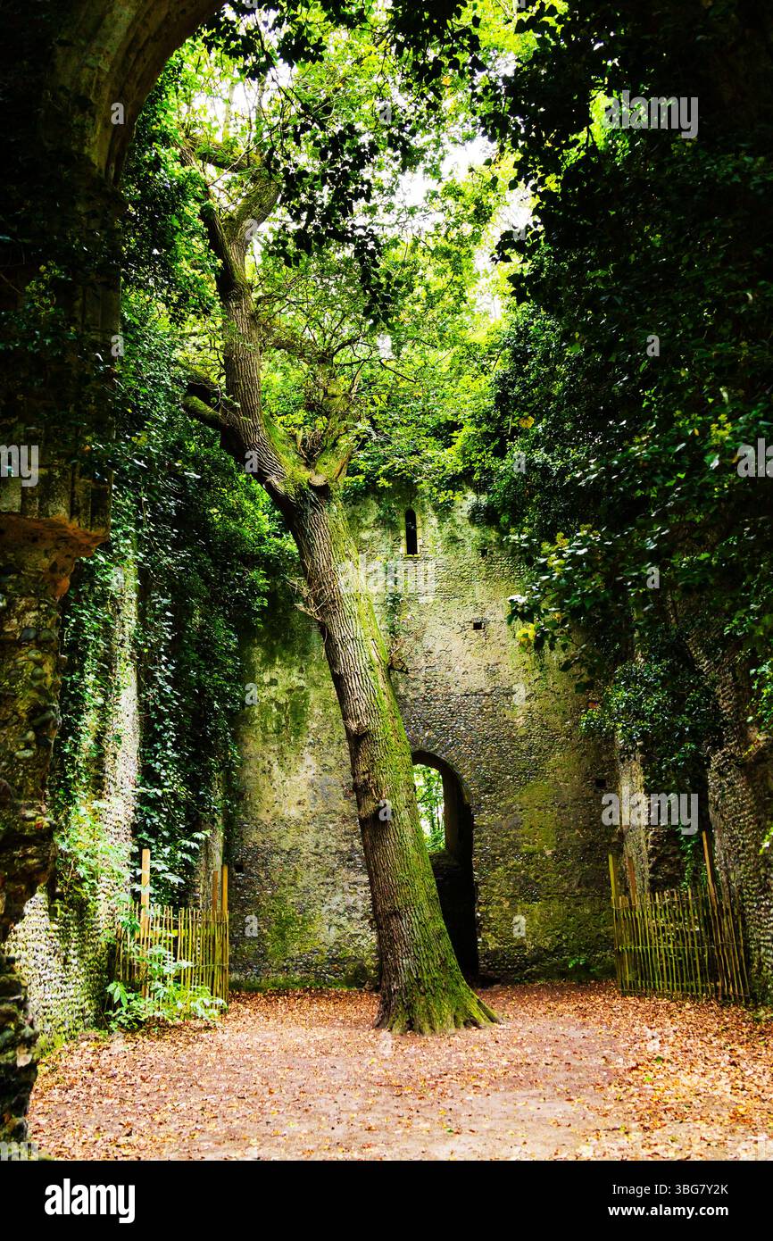 Verlassene Orte. Große Eichen- und Efeureben wachsen im Kirchenschiff der Ruinen der St. Mary's Church in East Somerton, Norfolk. Stockfoto