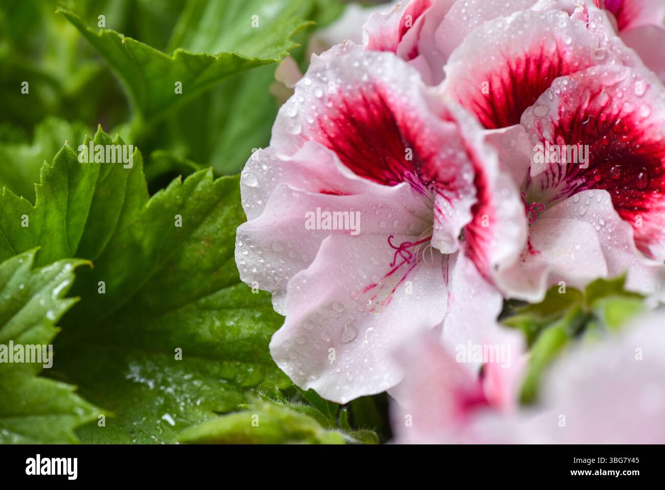 Nahaufnahme von schönen weißen und rosa Pelargoniumblüten nach dem Regen. Blumenhintergrund. Weichzeichner Stockfoto