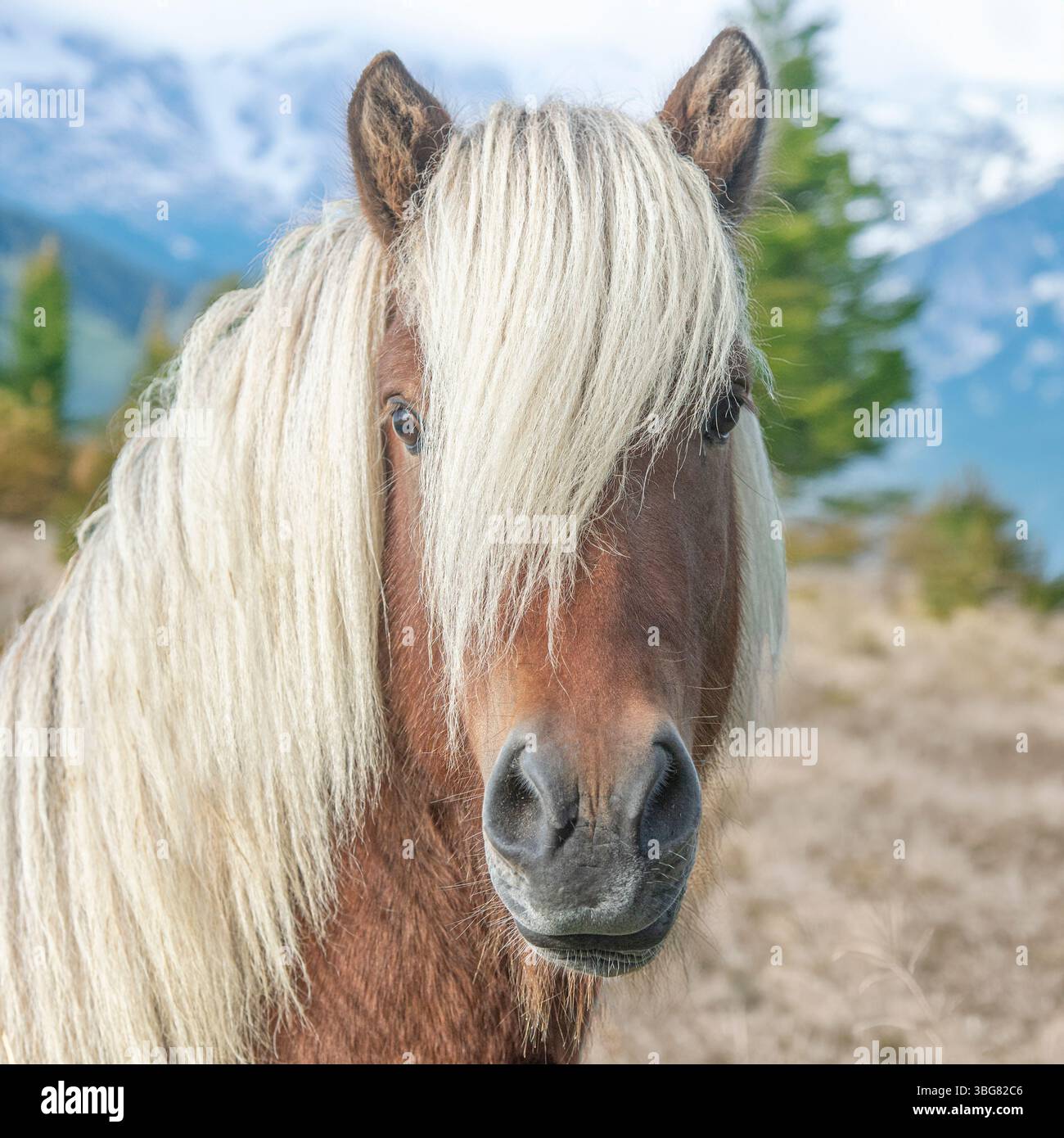 Wildes islandpferd Stockfoto