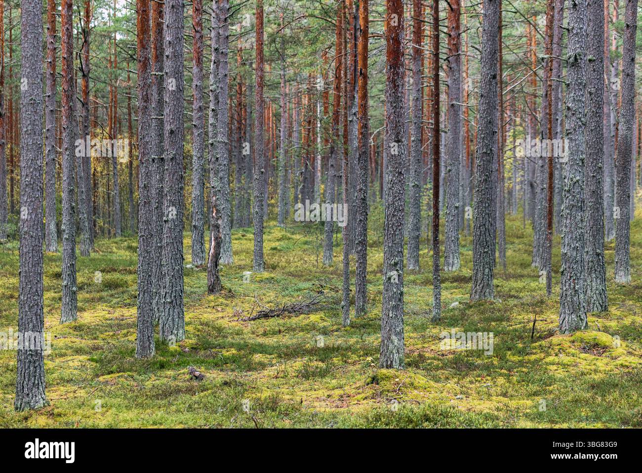 Ruhiger Kiefernwald mit schlanken Baumstämmen und dichtem Moosboden, ein ruhiger Blick auf die Natur Stockfoto
