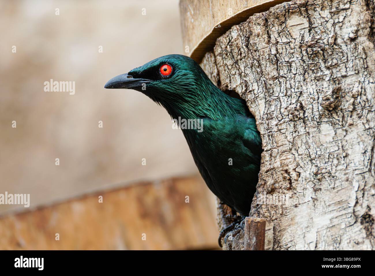ZooParc de Beauval, Frankreich - 23.5,2025: Die Metallic-Starlinge (Aplonis metallica), glänzender Stern, kommen aus einem Baum. Der Vogel hat einen glänzenden bl Stockfoto