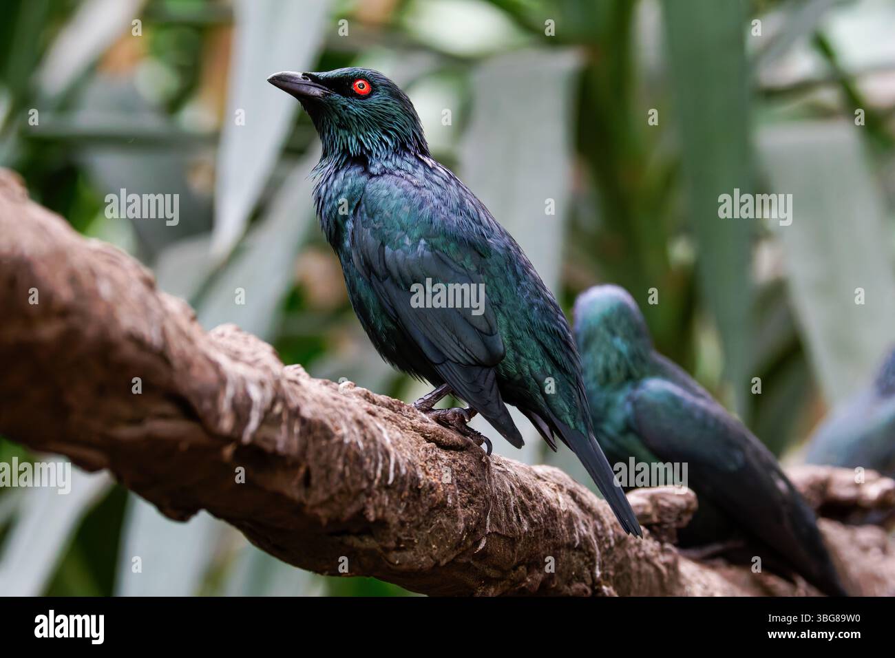ZooParc de Beauval, Frankreich - 23.5,2025: Die metallischen Starlinge (Aplonis metallica), glänzender Star, sitzen auf einem Baumstamm. Der Vogel hat einen glänzenden Bla Stockfoto