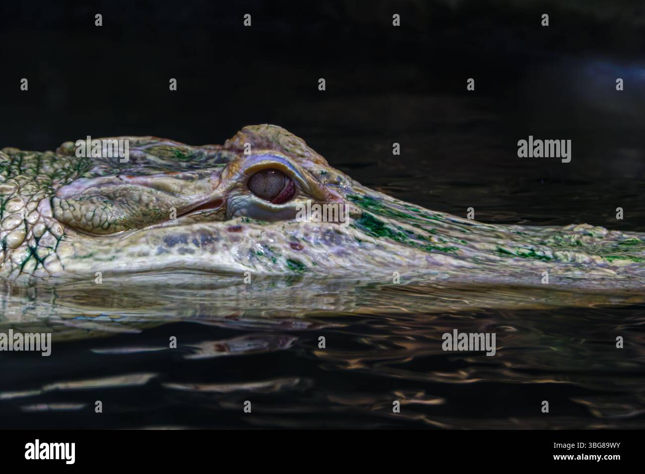 Nahaufnahme eines Krokodilkopfes, der teilweise in dunkles Wasser getaucht ist und sein Auge und seine strukturierte Haut hervorhebt. Der amerikanische Albino-Alligator (Alligator MIS Stockfoto
