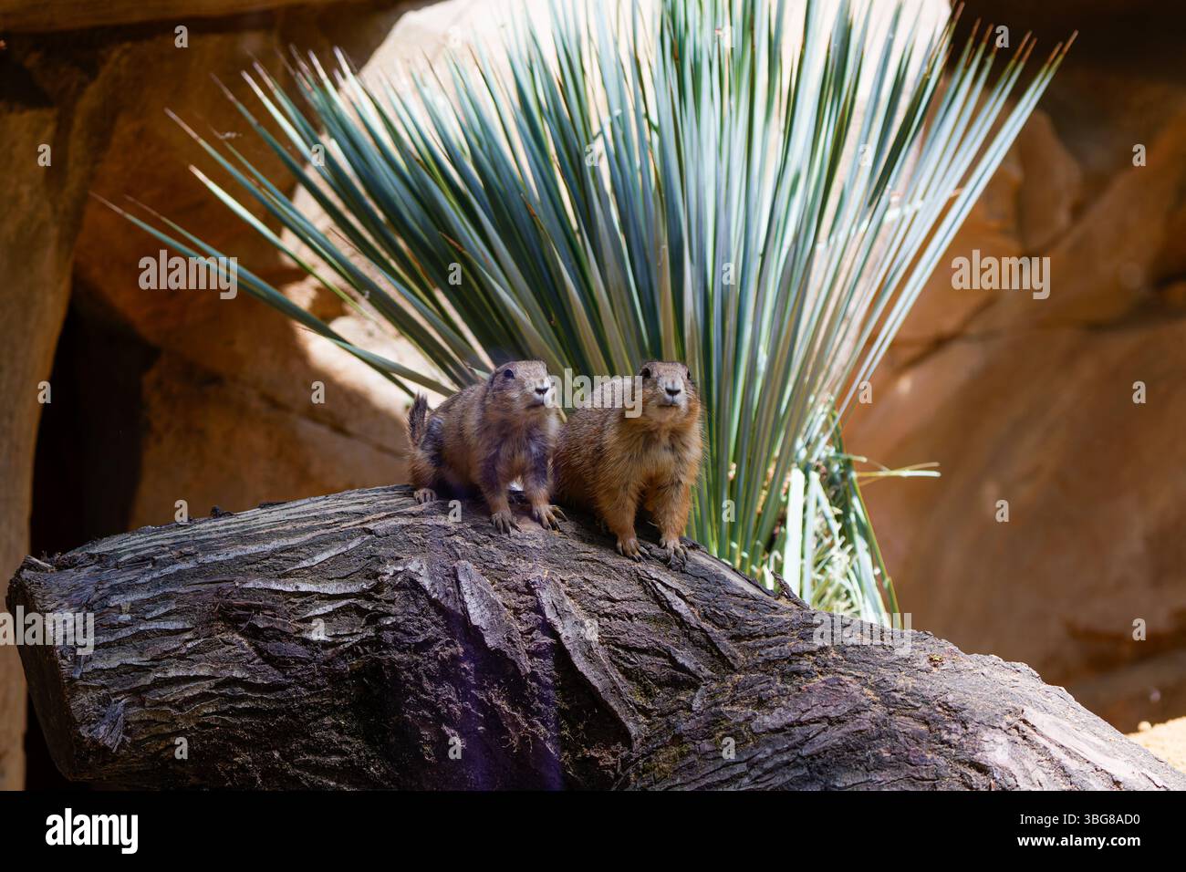 Zwei Murmeltiere sitzen auf einem großen Felsen mit stacheligen grünen Pflanzen im Hintergrund. Das Erdmännchen (Suricata suricatta) ist ein kleines Mungo Stockfoto