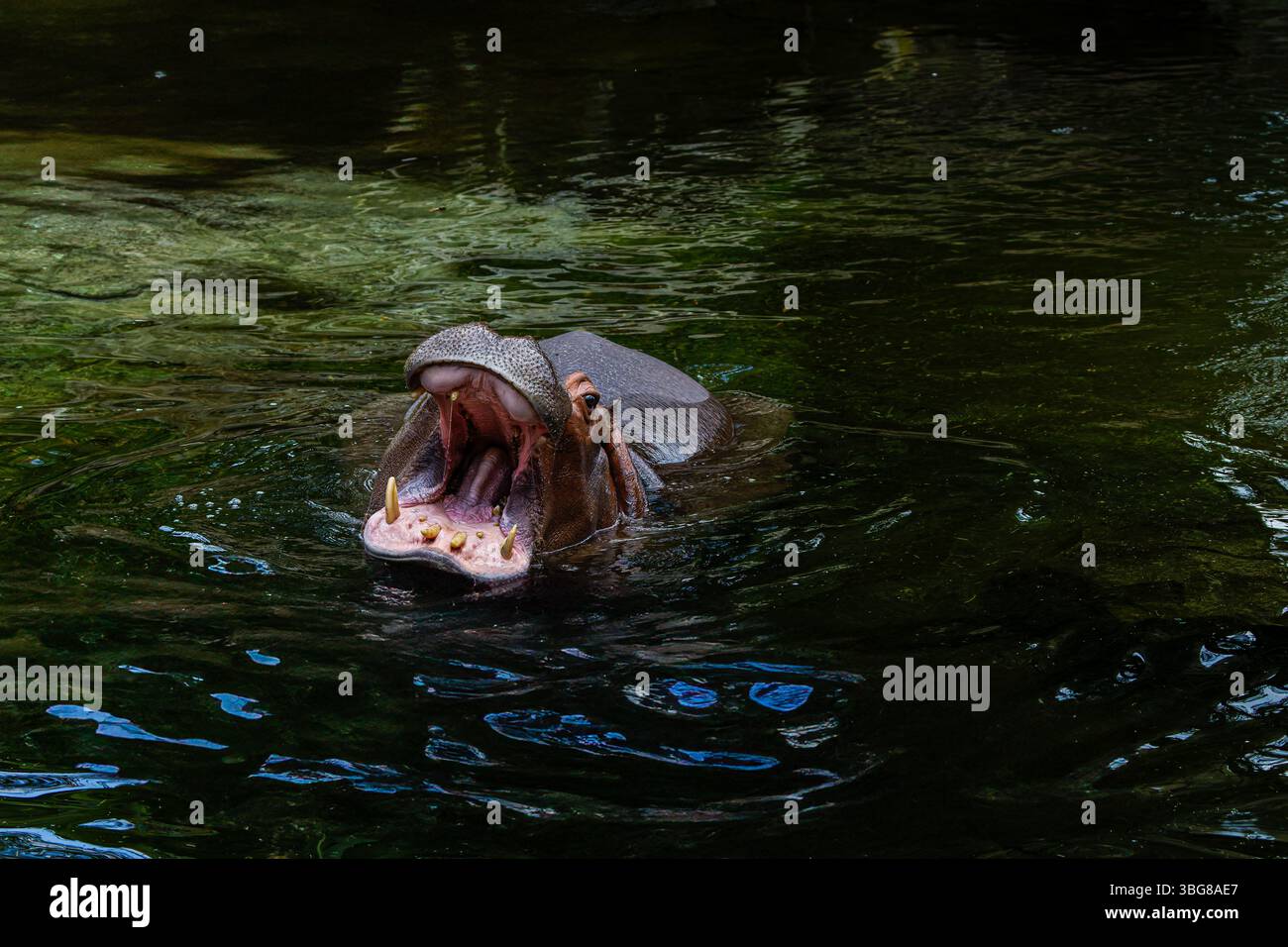 Ein Flusspferd mit weit geöffnetem Mund, teilweise in dunklem Wasser getaucht, mit großen Zähnen und rosa Zunge. Der Pygmäen-Nilpferd oder Pygm Stockfoto