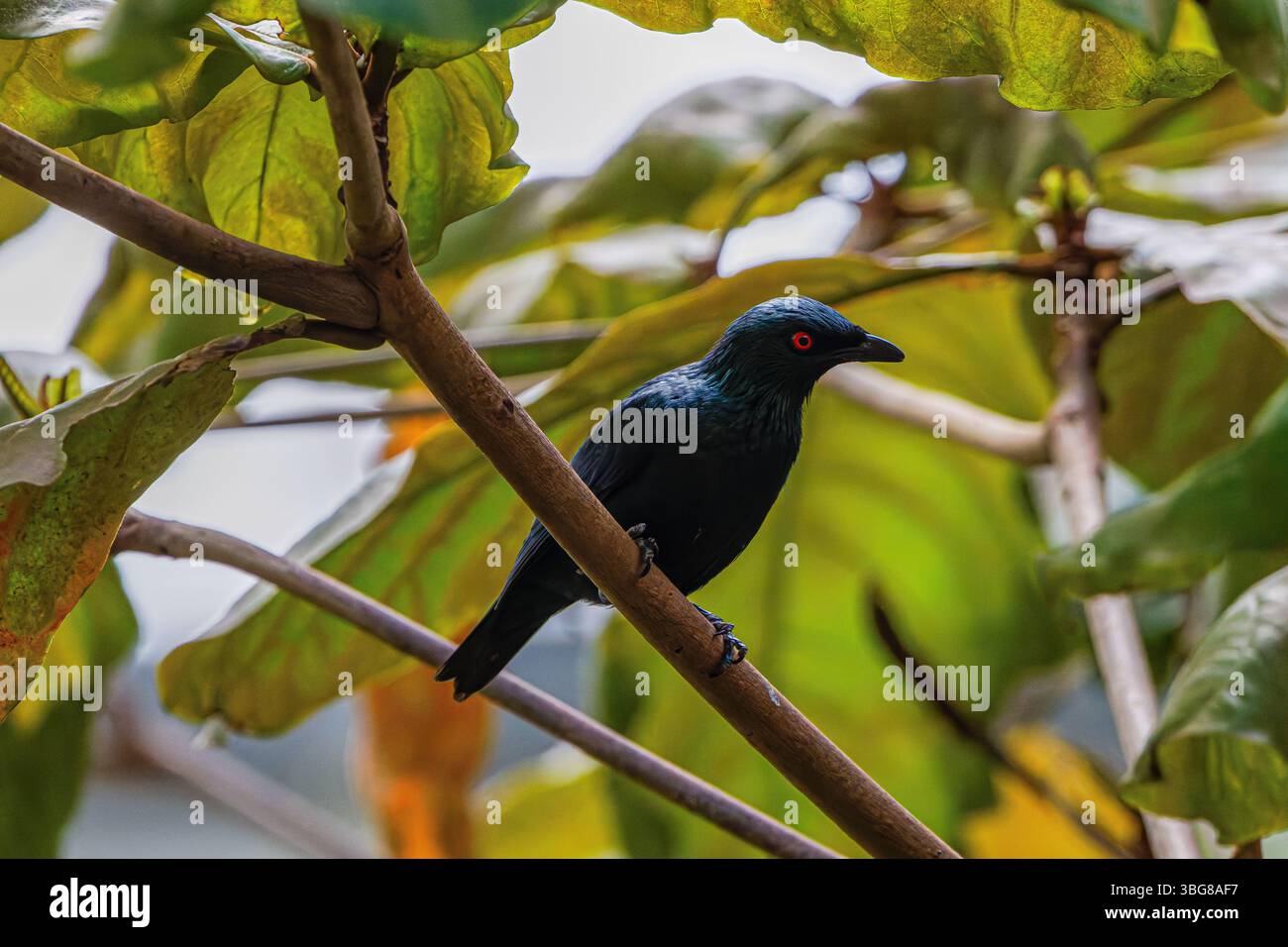Der metallische Star (Aplonis metallica), der glänzende Star sitzt auf einem Ast. Der Vogel hat ein glänzendes schwarzes Gefieder mit hellroten Augen. Stockfoto