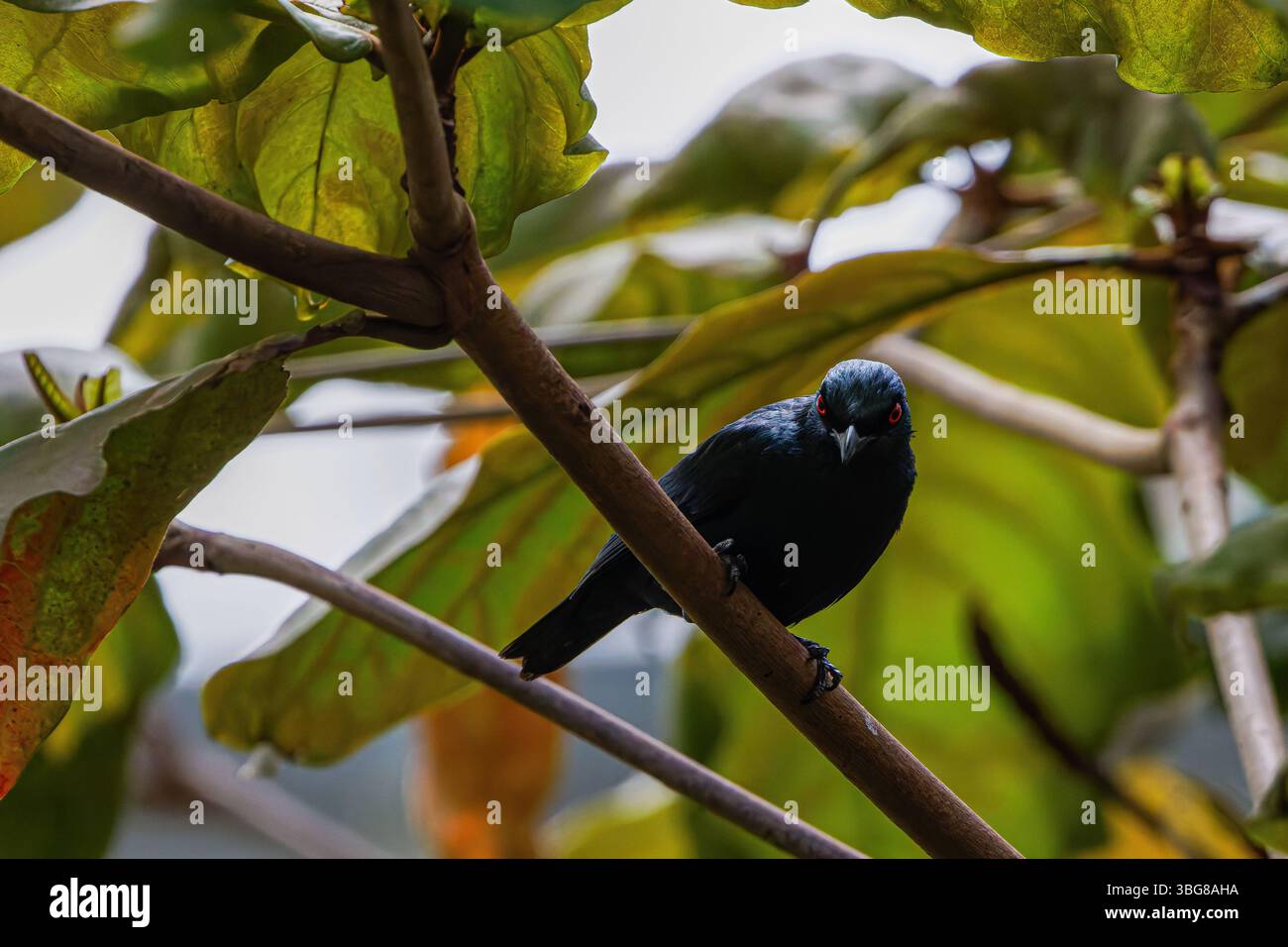 Der metallische Star (Aplonis metallica), der glänzende Star, im Wald. Der Vogel hat ein glänzendes schwarzes Gefieder mit hellroten Augen. Stockfoto