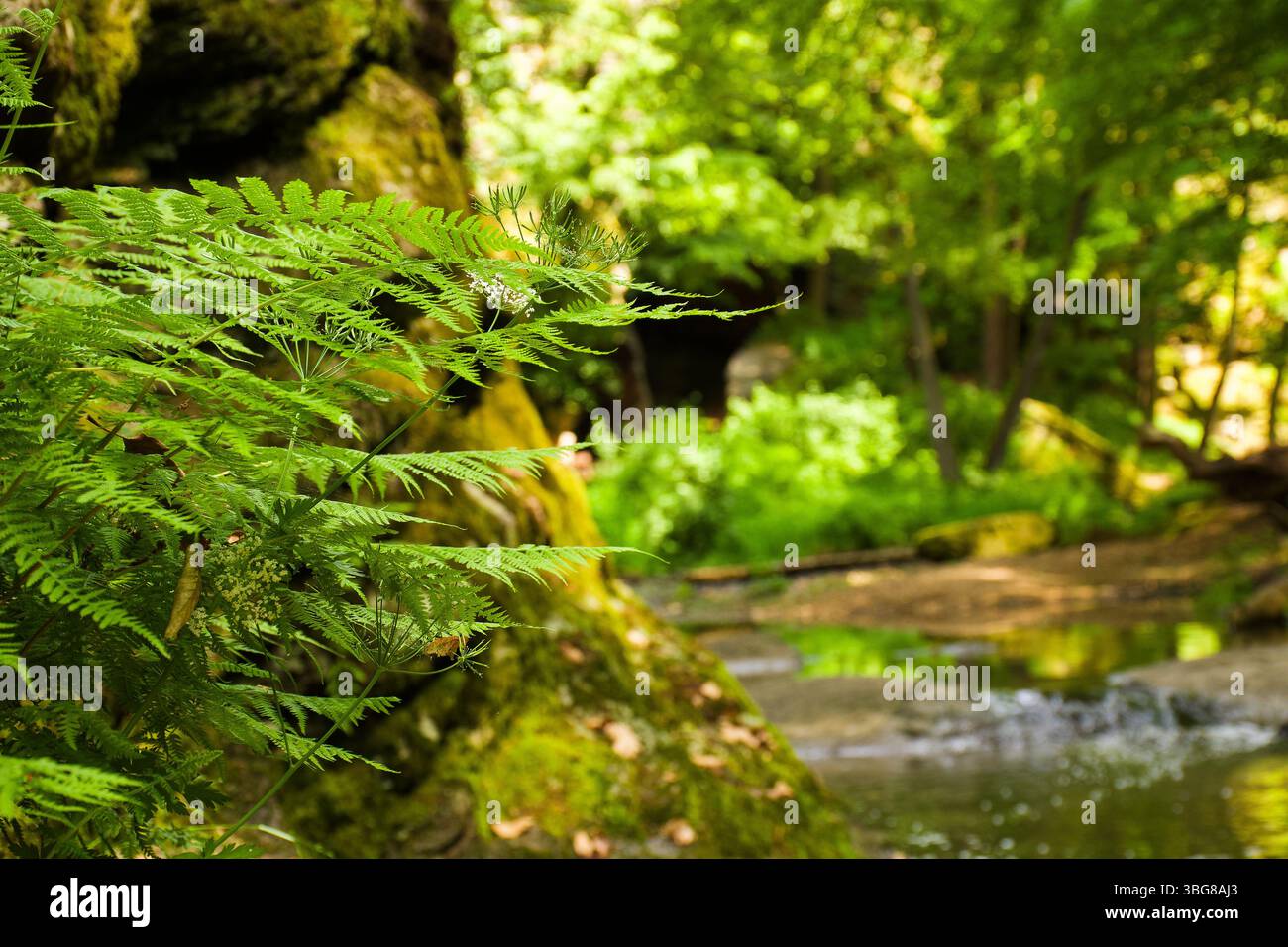 Üppiger grüner Farn im scharfen Fokus auf einem traumhaften Waldbach Bokeh. Lebendiges Leben in einem friedlichen, sonnendurchfluteten Wald. Stockfoto