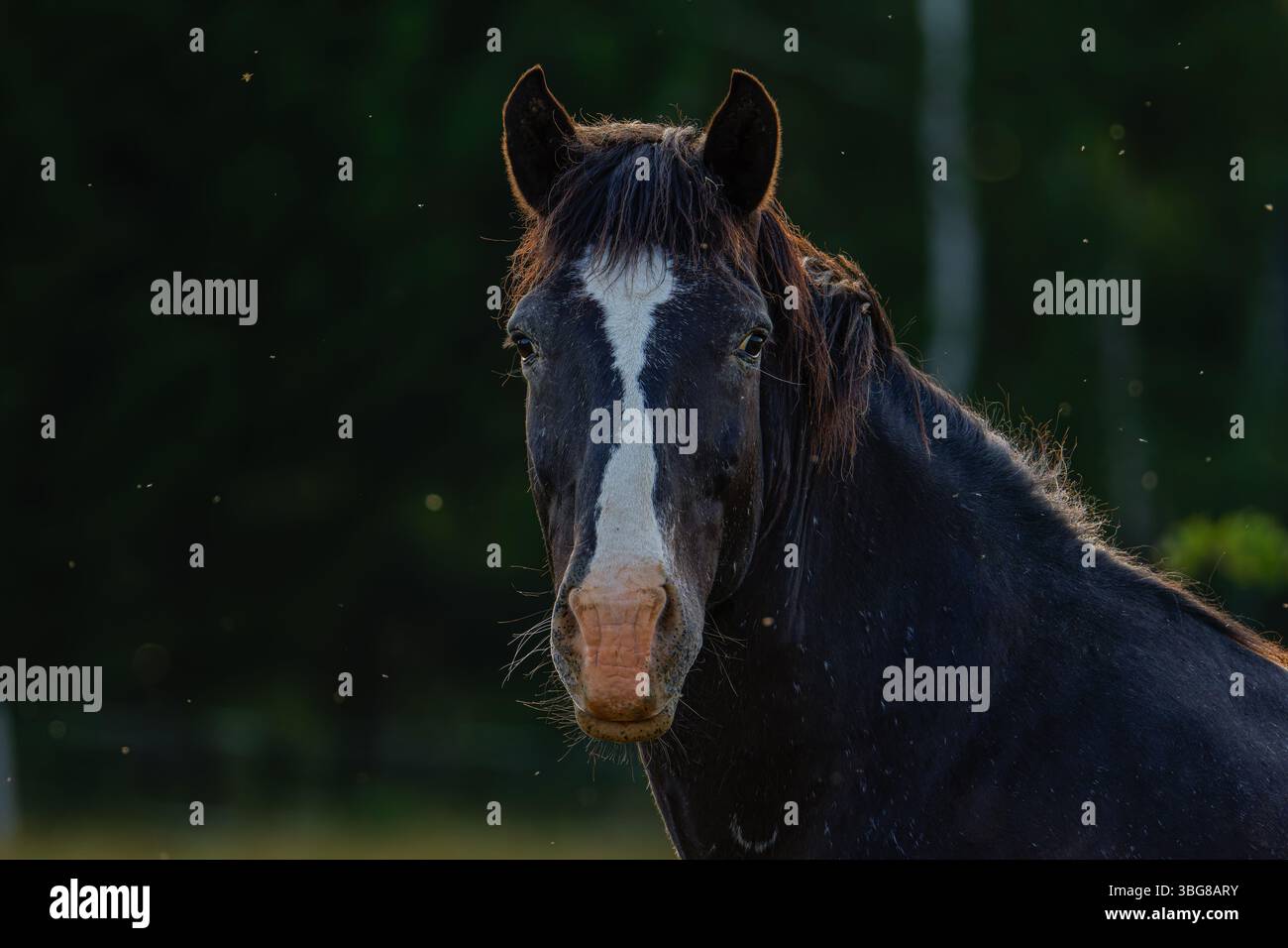 Ein dunkles Pferd mit einer weißen Flamme im Gesicht steht auf einem Feld, umgeben von kleinen fliegenden Insekten, vor einem verschwommenen grünen Hintergrund. Stockfoto