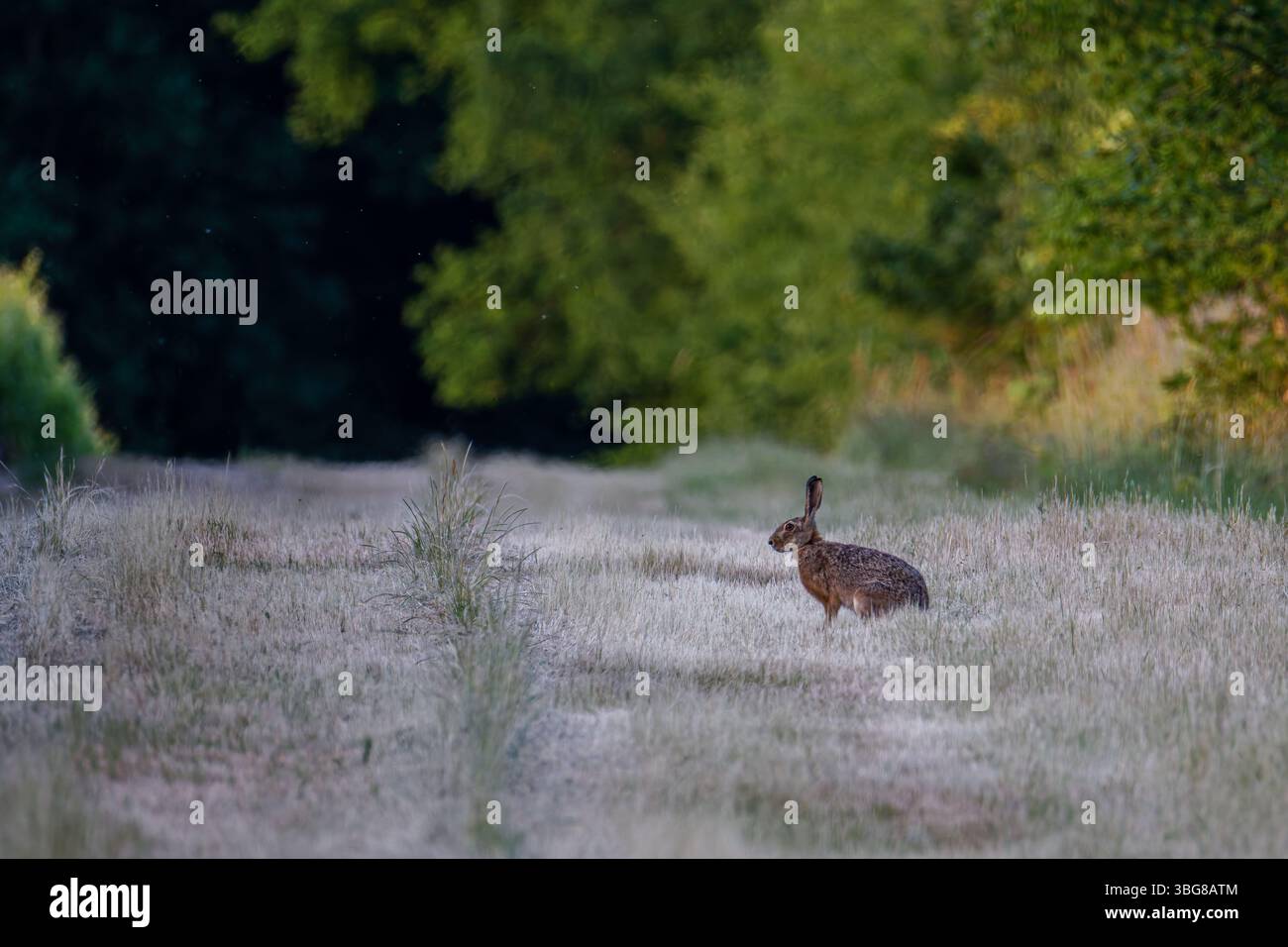 Ein einsamer Hase steht auf einem grasbewachsenen Pfad, umgeben von üppig grünen Bäumen, wachsam. Der Europäische Hase (Lepus europaeus), auch bekannt als Braunhase, ist eine Spezifizierung Stockfoto