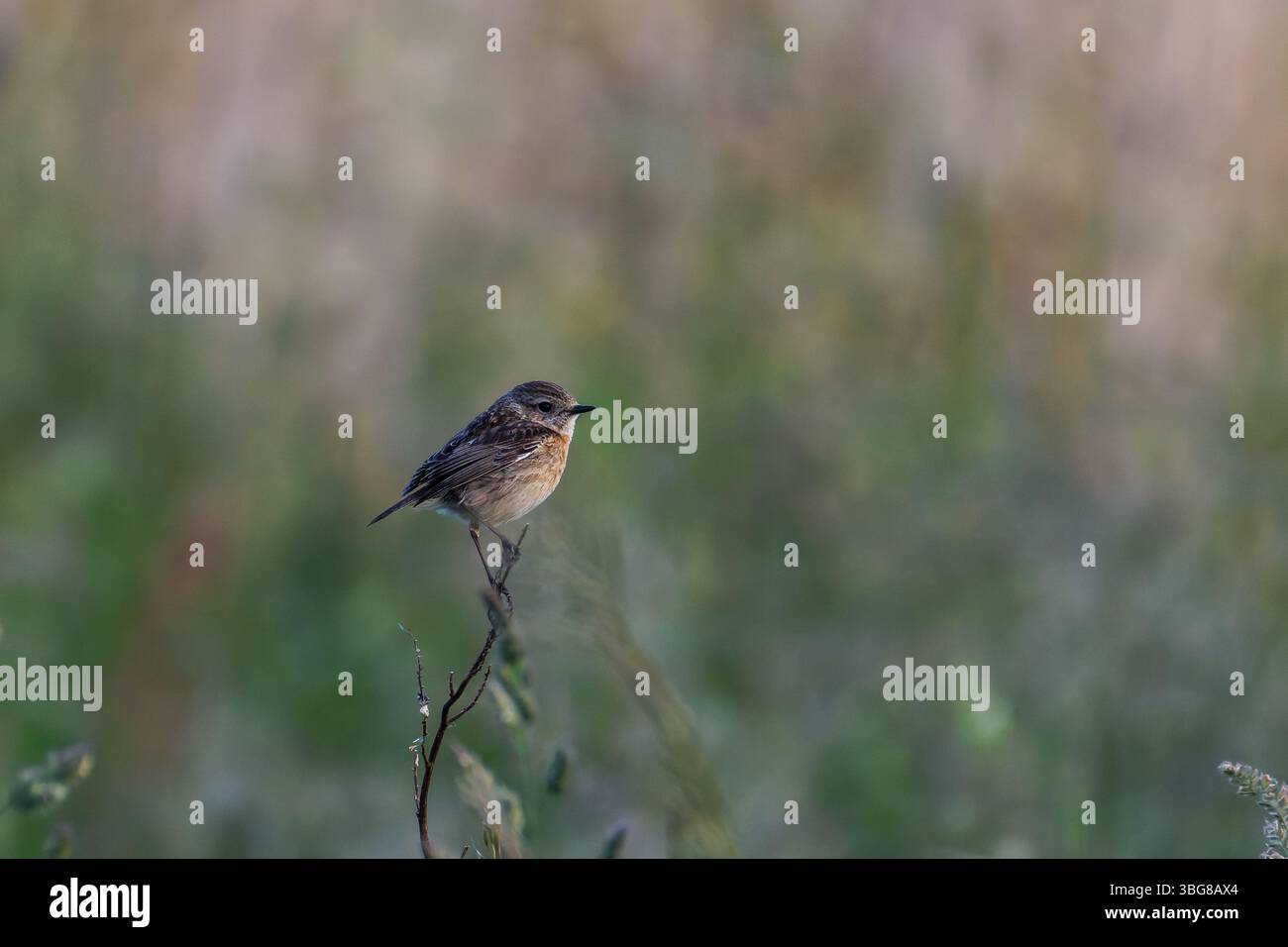 Ein kleiner Vogel, der auf einem grünen Ast vor einem verschwommenen grünen Hintergrund thront. Der Europäische Steinechat (Saxicola rubicola) Stockfoto