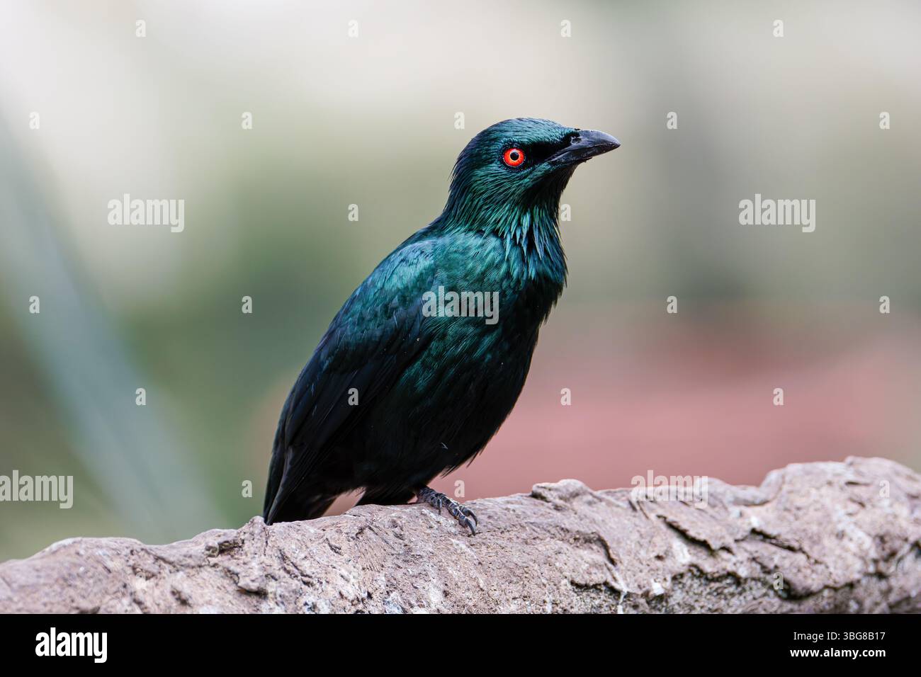 Der metallische Star (Aplonis metallica), glänzender Stern, auf einem Holzstamm. Der Vogel hat ein glänzendes schwarzes Gefieder mit hellroten Augen. Stockfoto