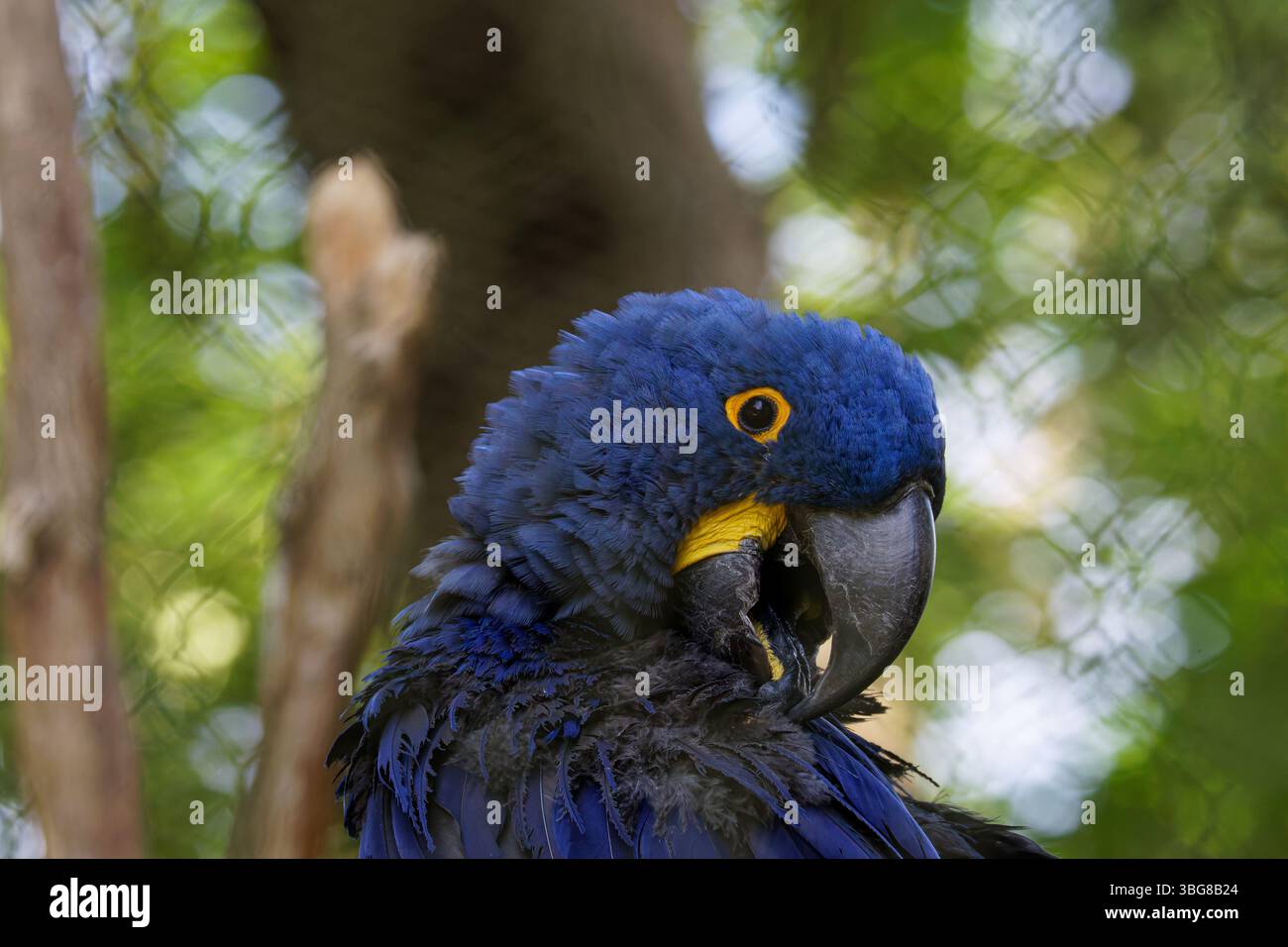 Ein leuchtend blauer Papagei mit einem gelben Augenring auf einem Zweig, umgeben von üppigem grünem Laub, schafft eine natürliche und ruhige Umgebung. Die Hyazinte Stockfoto