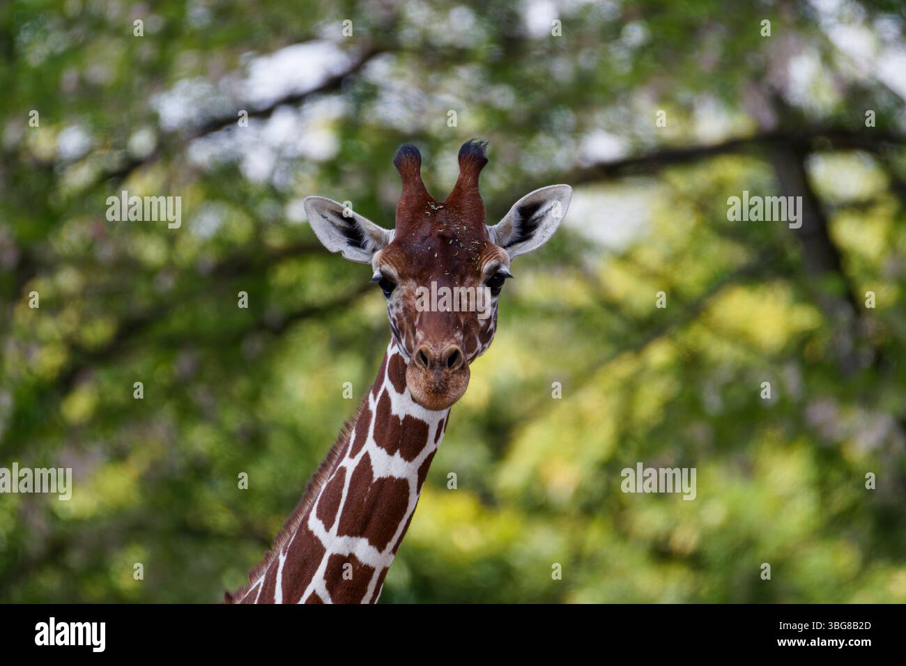 Nahaufnahme einer Giraffe mit einem unscharfen grünen Waldhintergrund. Die Netzgiraffe (Giraffa reticulata oder Giraffa camelopardalis reticulata) ist eine sp Stockfoto