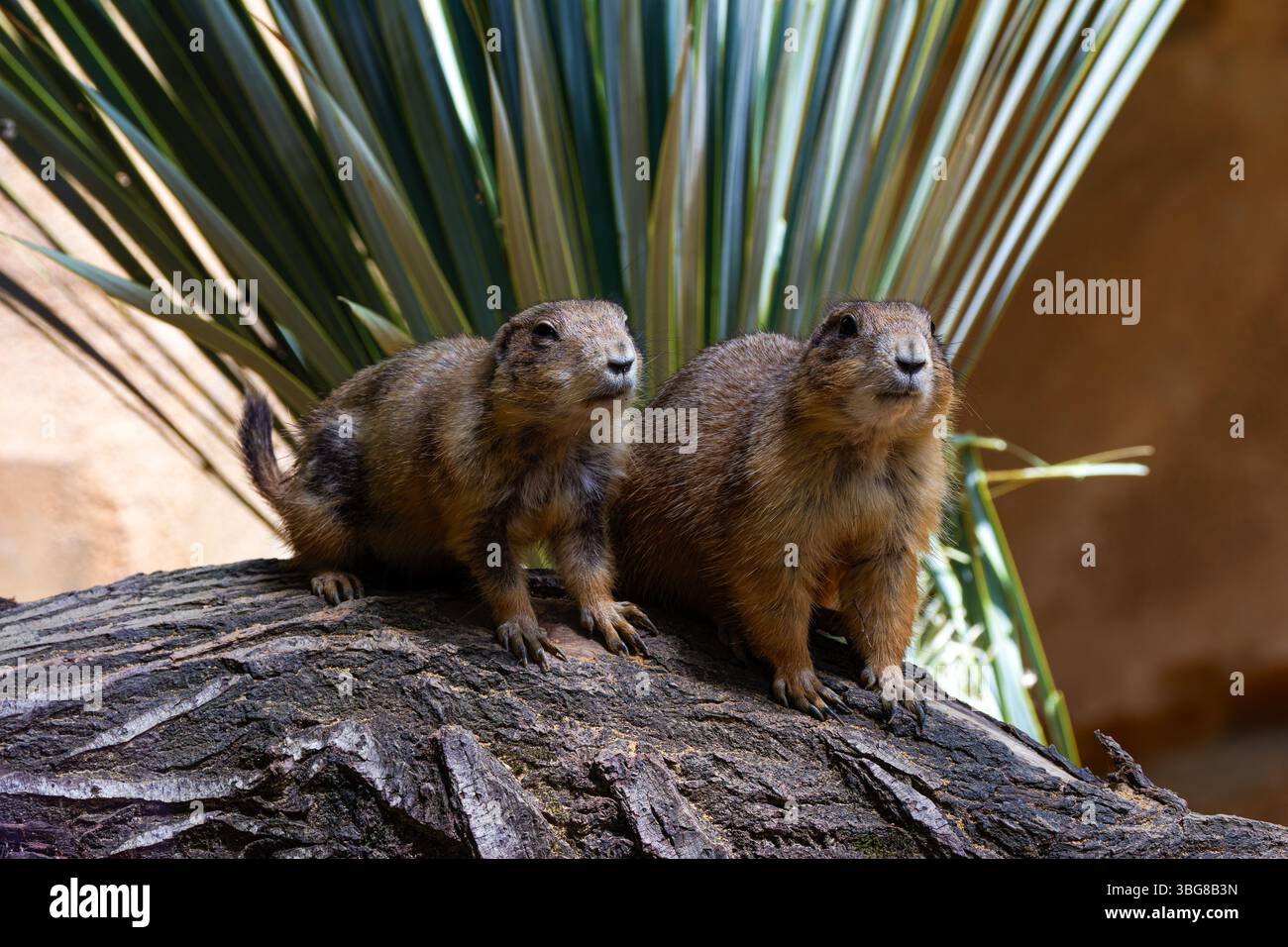 Zwei Präriehunde sitzen auf einem großen Felsen mit einer Wüstenpflanze im Hintergrund. Das Erdmännchen (Suricata suricatta) ist ein kleines Mungo Stockfoto