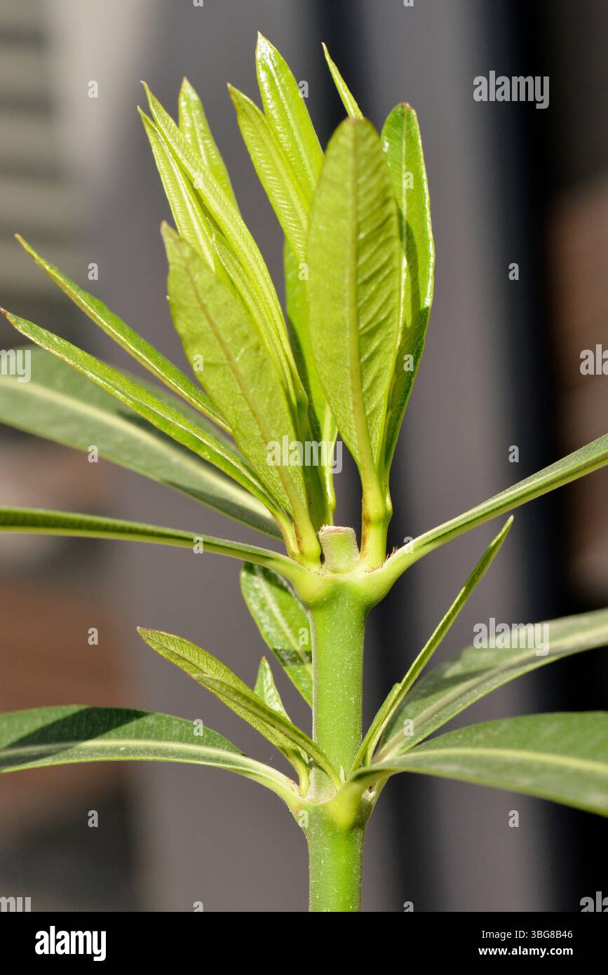Nerium-Oleander junge Triebe, die nach dem Beschneiden von Nahaufnahme auftauchten Detail von gesundem Nachwachsen auf einer Zimmerpflanze Stockfoto