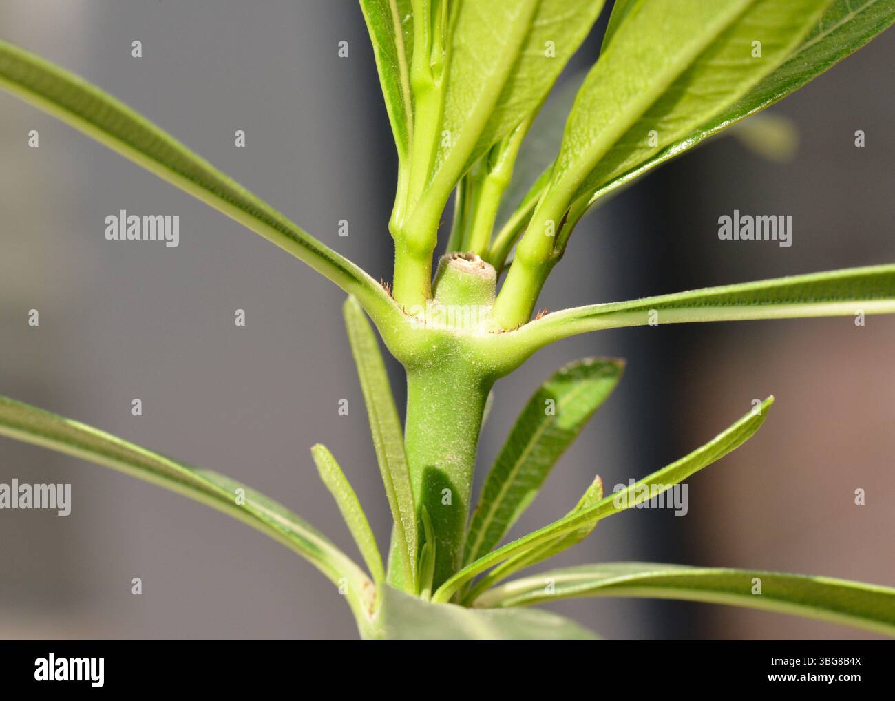 Nahaufnahme junger Nerium Oleander-Triebe, die nach dem Beschneiden wachsen, zeigen frisches grünes Nachwachsen auf einer gesunden Zimmerpflanze Stockfoto