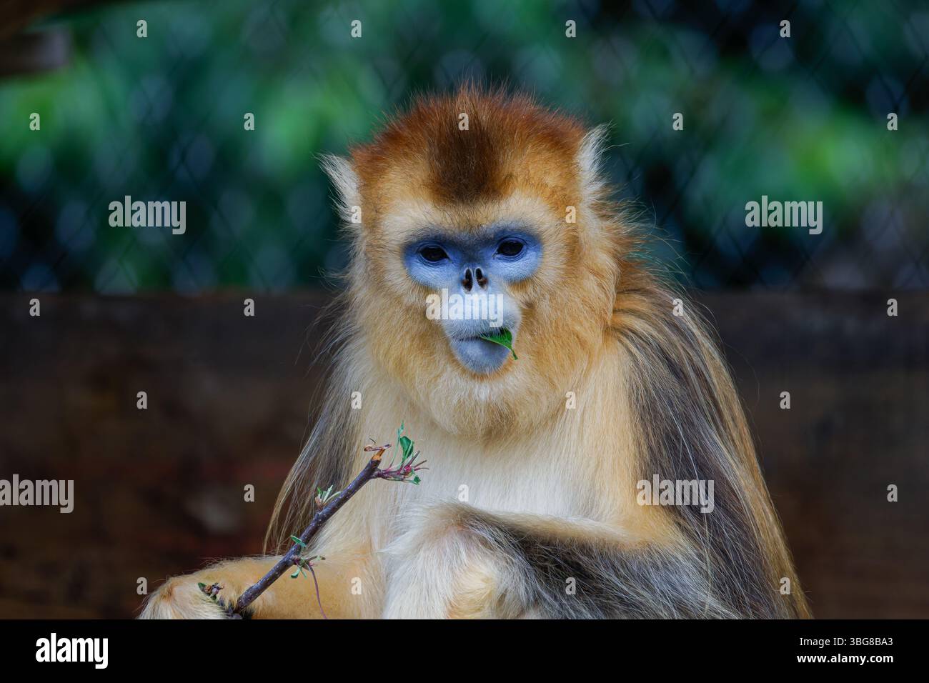 Goldener Affe sitzt und isst Blätter, mit einem verschwommenen grünen Hintergrund. Der goldene Stollennasenaffe (Rhinopithecus roxellana) ist ein Mönch der Alten Welt Stockfoto