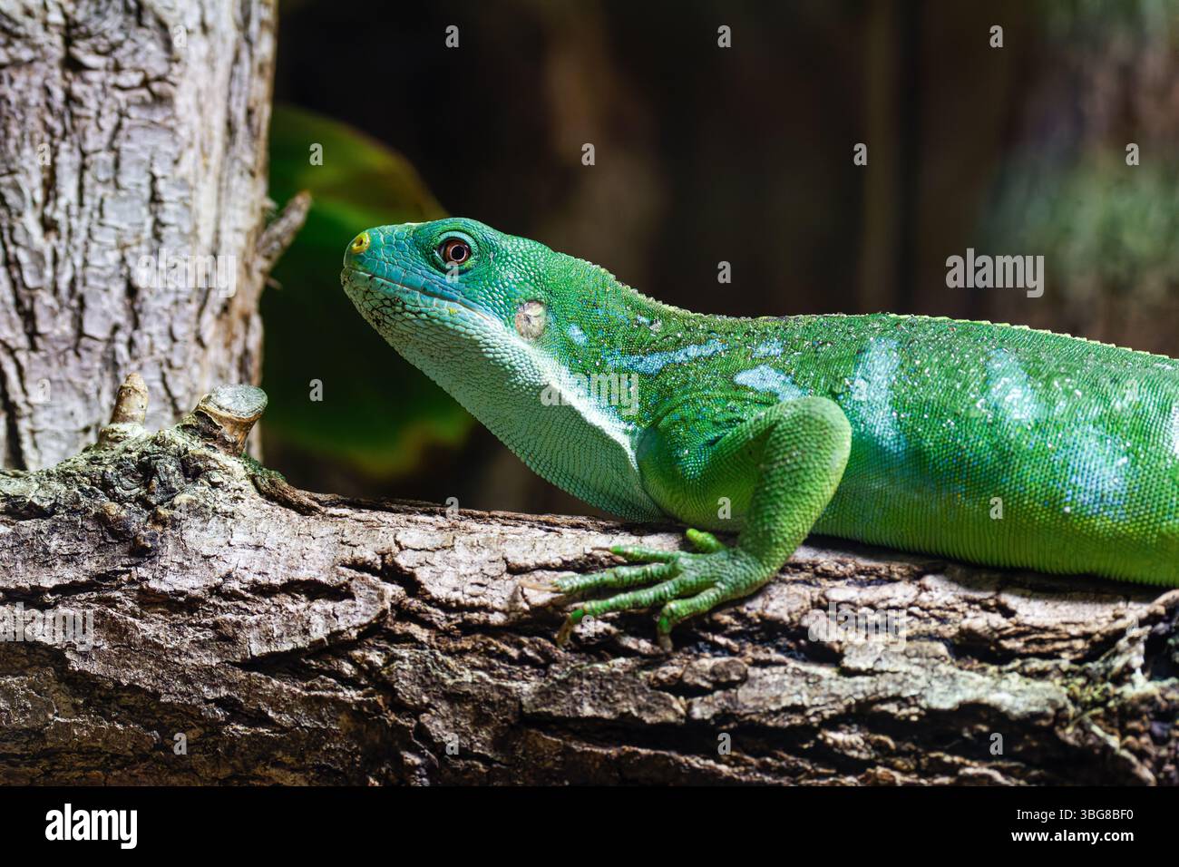 Eine leuchtend grüne Eidechse, die auf einem strukturierten Baumzweig ruht und ihre detailreiche Skala und ihre einzigartige Färbung zeigt, umgeben von natürlichem Laub. Brachyl Stockfoto