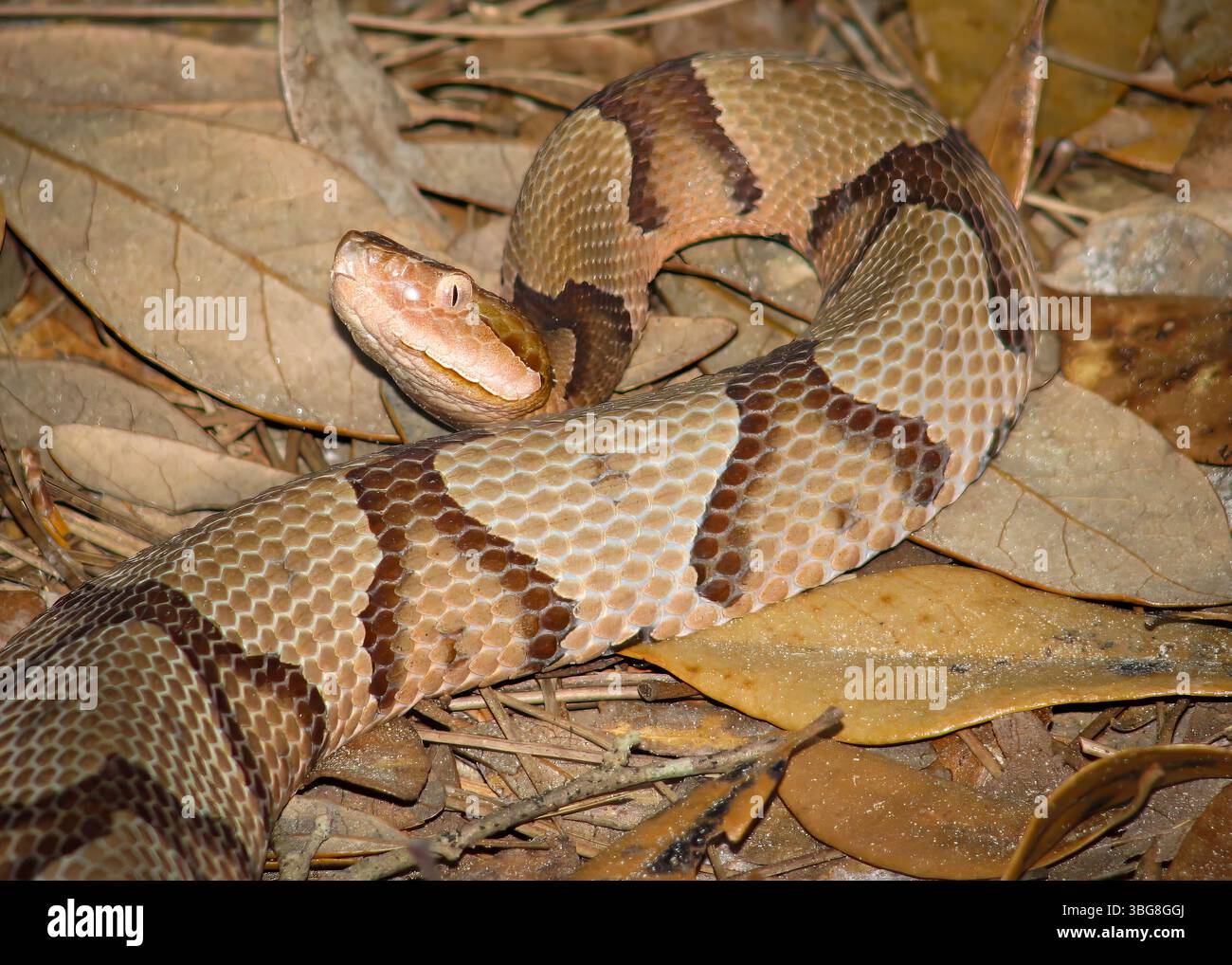 Ein giftiger Südkupperhead fotografiert in der Nähe von Millen Georgia. Stockfoto
