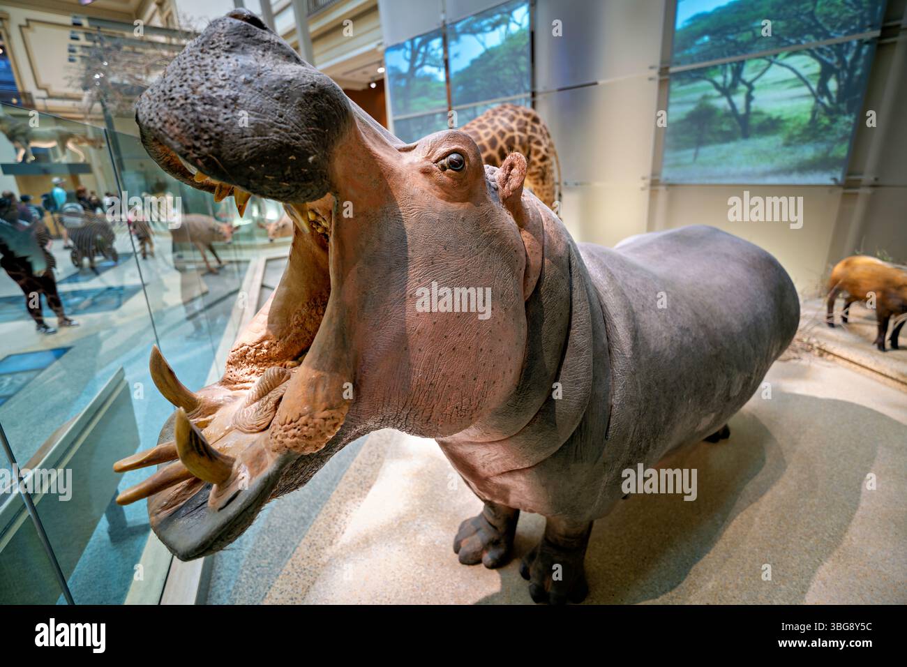 WASHINGTON DC – Ein Nilpferd (Hippopotamus amphibius) steht in der Mammal Hall des Smithsonian National Museum of Natural History. Das Exemplar ist Teil der umfangreichen Sammlung von Säugetierausstellungen des Museums, die verschiedene Arten aus der ganzen Welt zeigen. Das 1910 eröffnete National Museum of Natural History beherbergt eine der weltweit größten naturhistorischen Sammlungen mit mehr als 146 Millionen Exemplaren und Artefakten. In der Mammal Hall finden Sie zahlreiche Beispiele afrikanischer Tierwelt, darunter auch dieses Nilpferd, das in Afrika südlich der Sahara beheimatet ist. Stockfoto