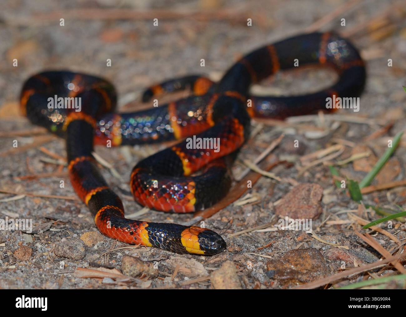 Eine auffällig farbige Eastern Coral Snake fotografiert in der Nähe von Douglas Georgia. Stockfoto