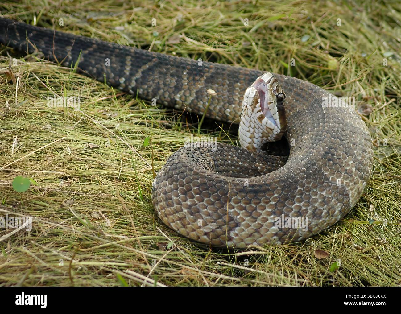 Ein giftiger Cottonmouth in defensiver Haltung im Okefenokee Swamp Georgia. Stockfoto