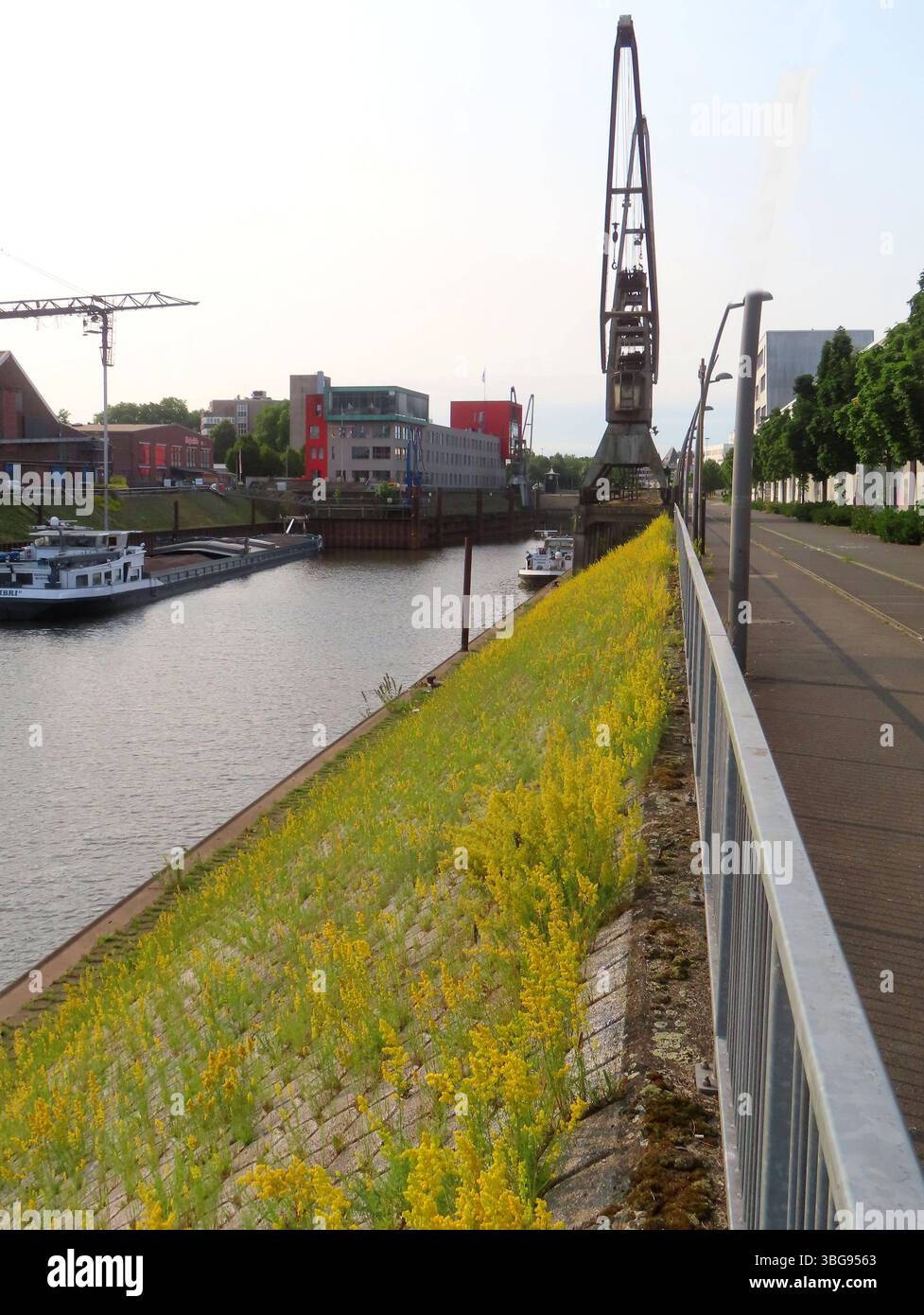 ...Die Kaimauer sieht aus wie gelb gestrichen... Rhein-Kreis Neuss - Neuss *** die Kaimauer sieht aus, als wäre sie gelb gestrichen Stockfoto