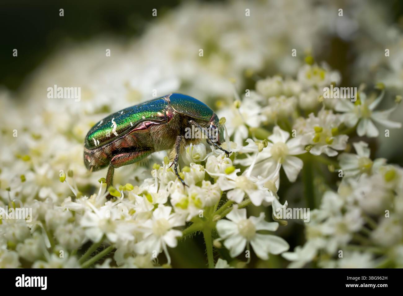 Green Rose Chafer (Cetonia aurata), Seitenansicht auf Common Hogweed Stockfoto