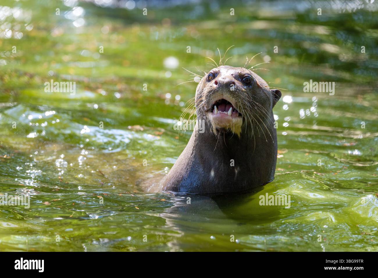 Erwachsener Riesenotter, Pteronura brasiliensis, ein südamerikanisches Fleischfresser. Sie ist die größte Otter-Art und in der Wildnis gefährdet. Stockfoto