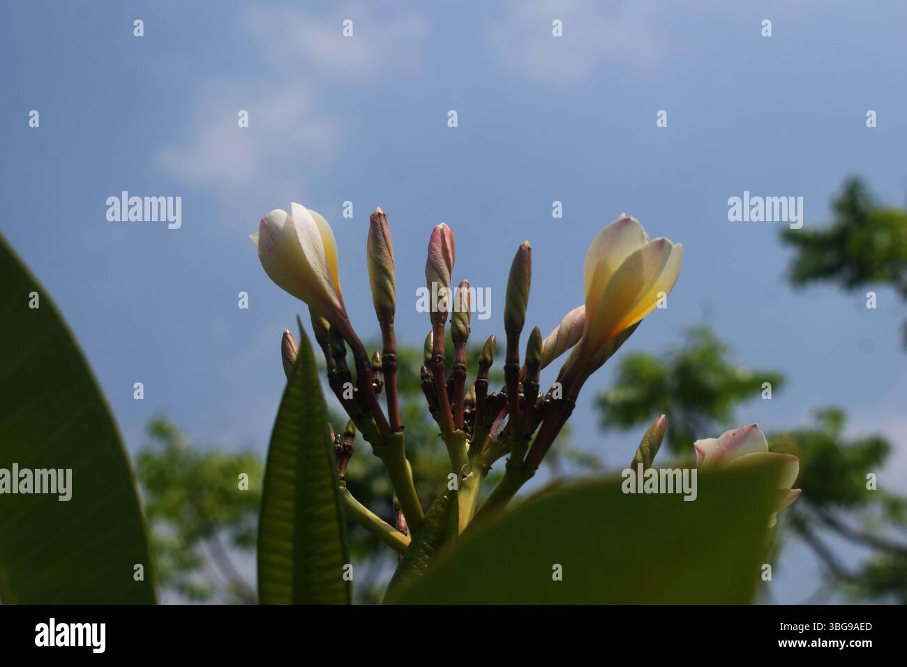 Nahaufnahme eines Straußes weißer und gelber Frangipani (Plumeria)-Blüten, frisch vom Baum geerntet, mit weichen, verschwommenen grünen Blättern im Hintergrund. Stockfoto