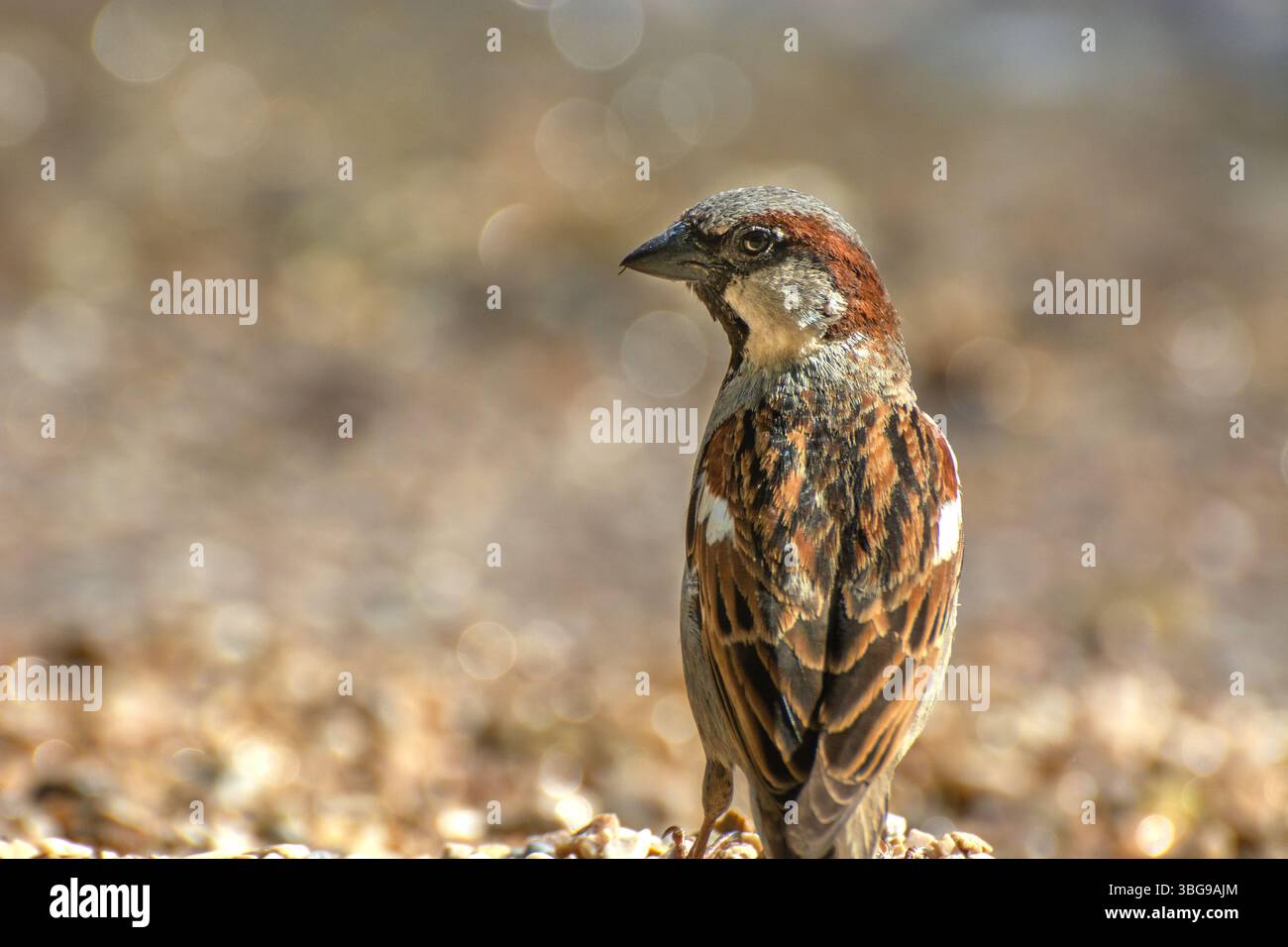 Männliche Hausspatzen, die am Strand auf der Suche nach Algen sind. Sie sind in erster Linie Samen- und Getreidefresser, aber hier kann man sie oft auf der Suche nach Algen sehen. Stockfoto