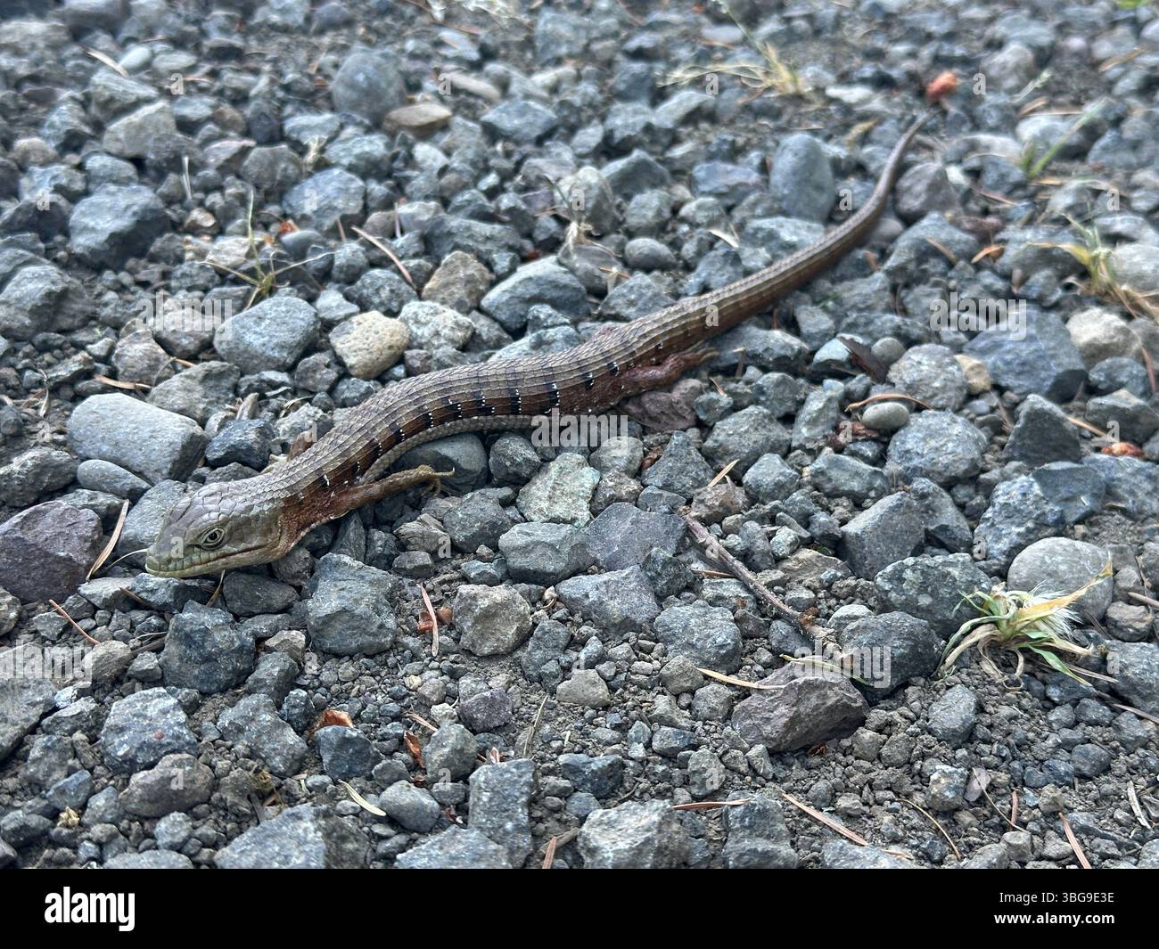 Elgaria - westliche Alligatoreidechse, die über kleine Felsen läuft. Stockfoto