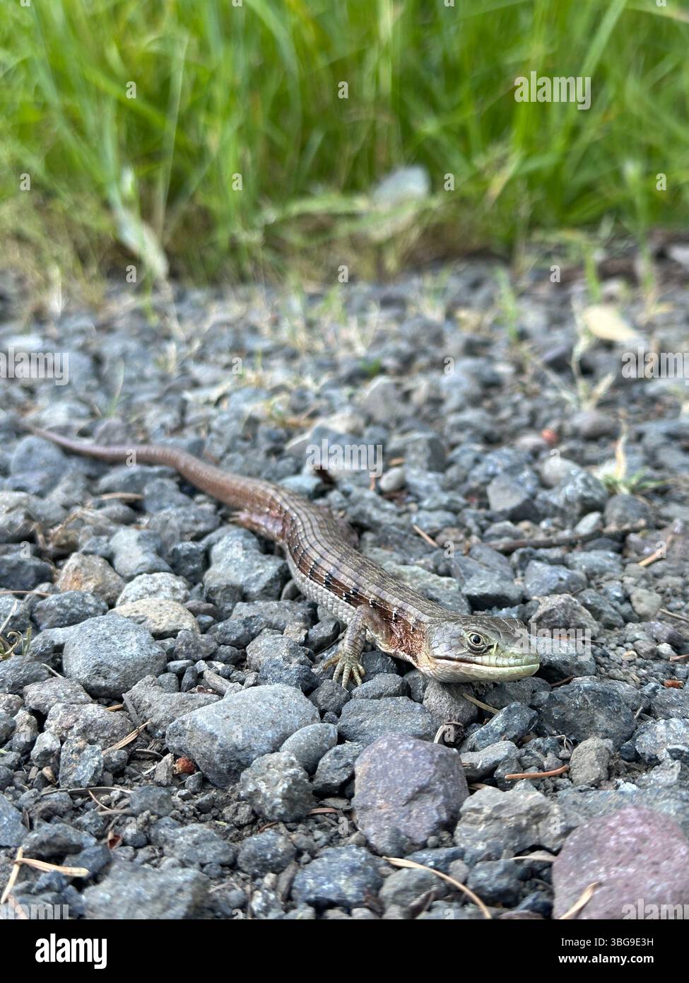 Elgaria - westliche Alligatoreidechse, die über kleine Felsen läuft. Stockfoto