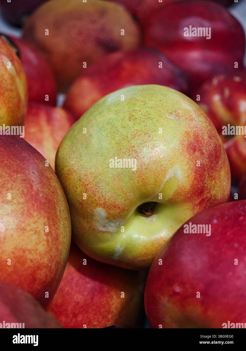 Eine farbenfrohe Auswahl frischer Nektarinen in Rot- und Grüntönen füllt einen Markt. Stockfoto