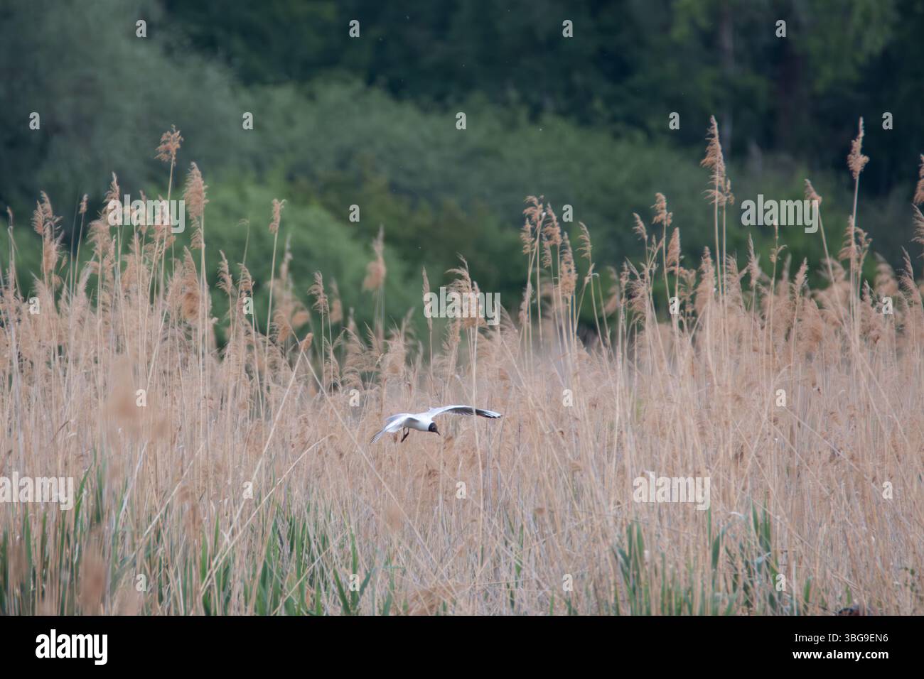 Eine Schwarze Möwe schwebt durch ein Feld aus hohen Gräsern in einem ruhigen Feuchtgebiet. Das Sonnenlicht taucht die Szene in sanfte Farbtöne und schafft ein friedliches Ambiente Stockfoto