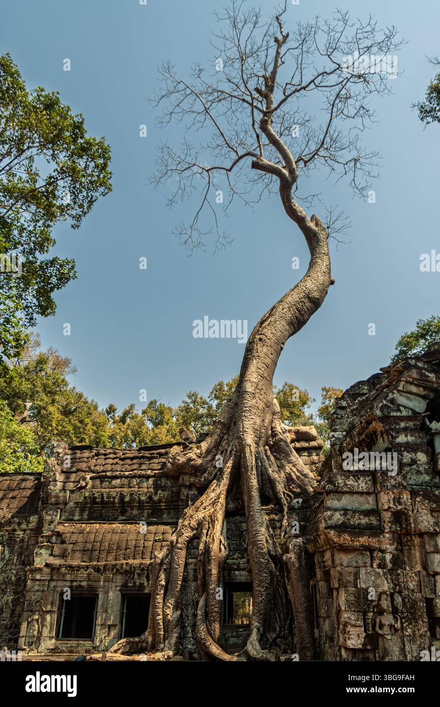 Baum wächst aus Ta Prohm Tempel, Angkor, Kambodscha Stockfoto