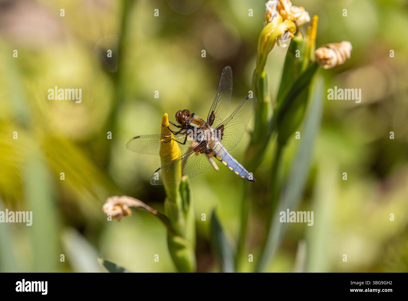 Chaser mit breitem Körper - Libellula depressa, Stockfoto