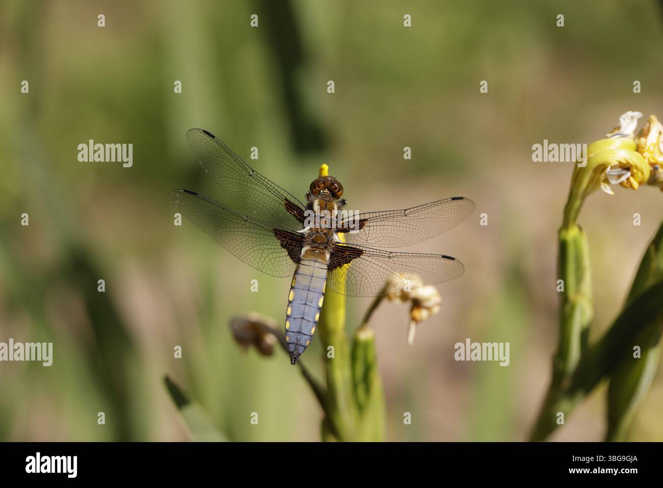 Chaser mit breitem Körper - Libellula depressa, Stockfoto