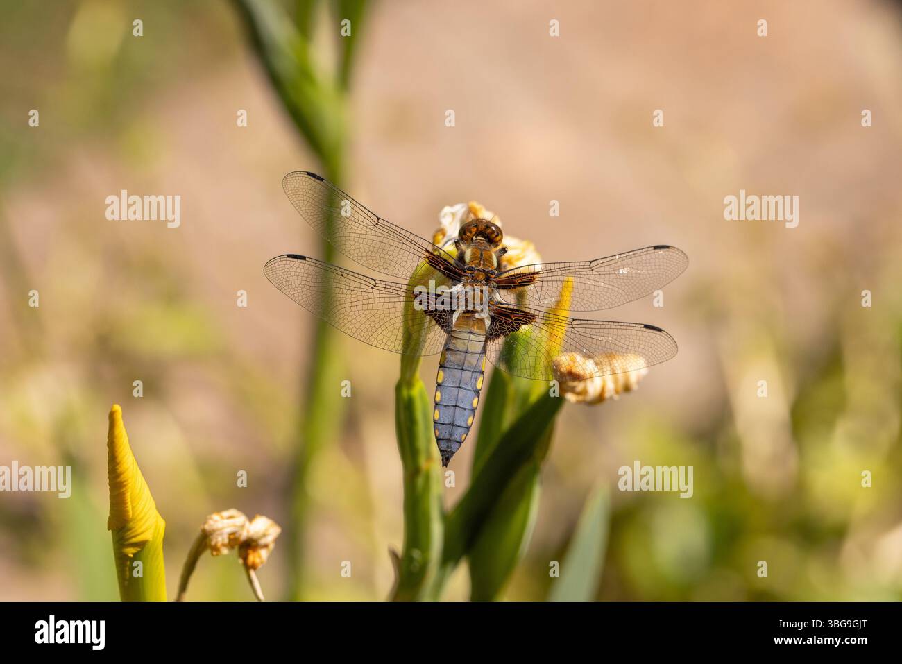 Chaser mit breitem Körper - Libellula depressa, Stockfoto