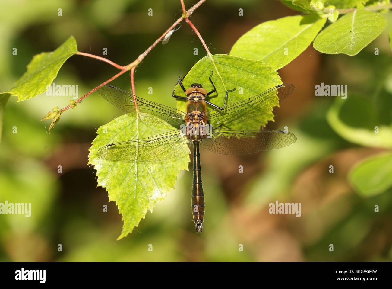 Die Flaume Smaragd Libelle Małe - Cordulia aenea Stockfoto