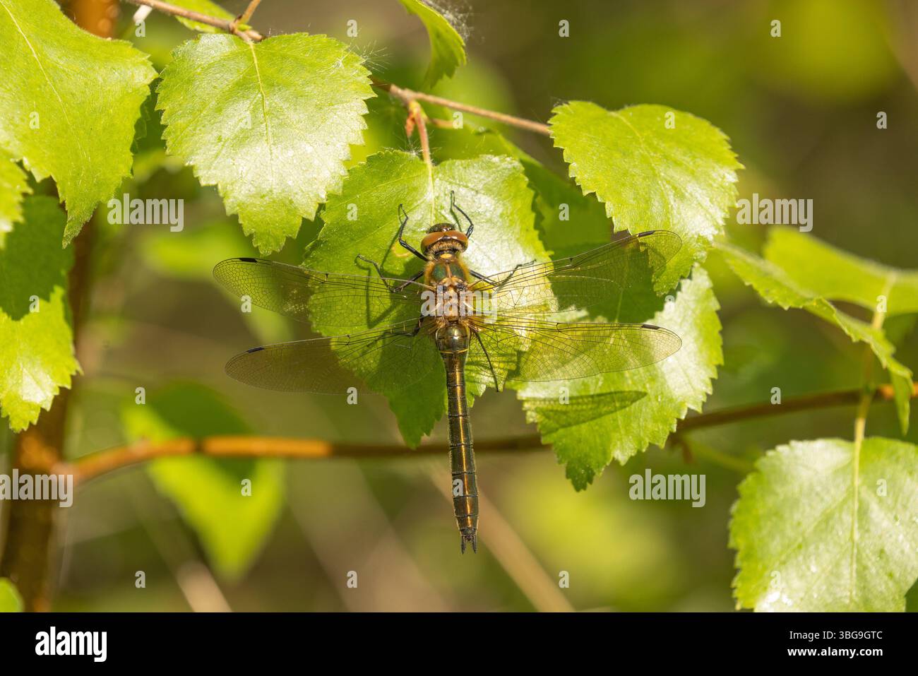 Die Flaume Smaragd Libelle femałe - Cordulia aenea Stockfoto