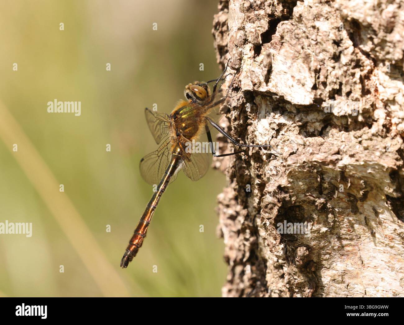 Die Flaume Smaragd Libelle Małe - Cordulia aenea Stockfoto