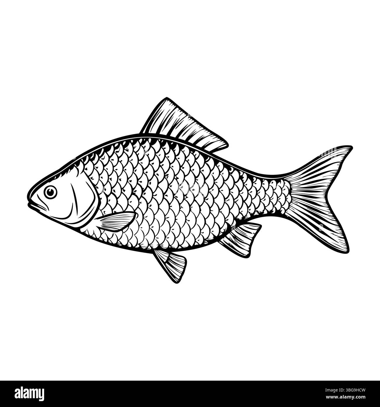 Abbildung eines Fisches mit detaillierten Skalen und Flossen. Der Fisch wird in einer Seitenansicht dargestellt und zeigt seine Körperform und Merkmale. Ideal für kulinarische Zwecke Stock Vektor