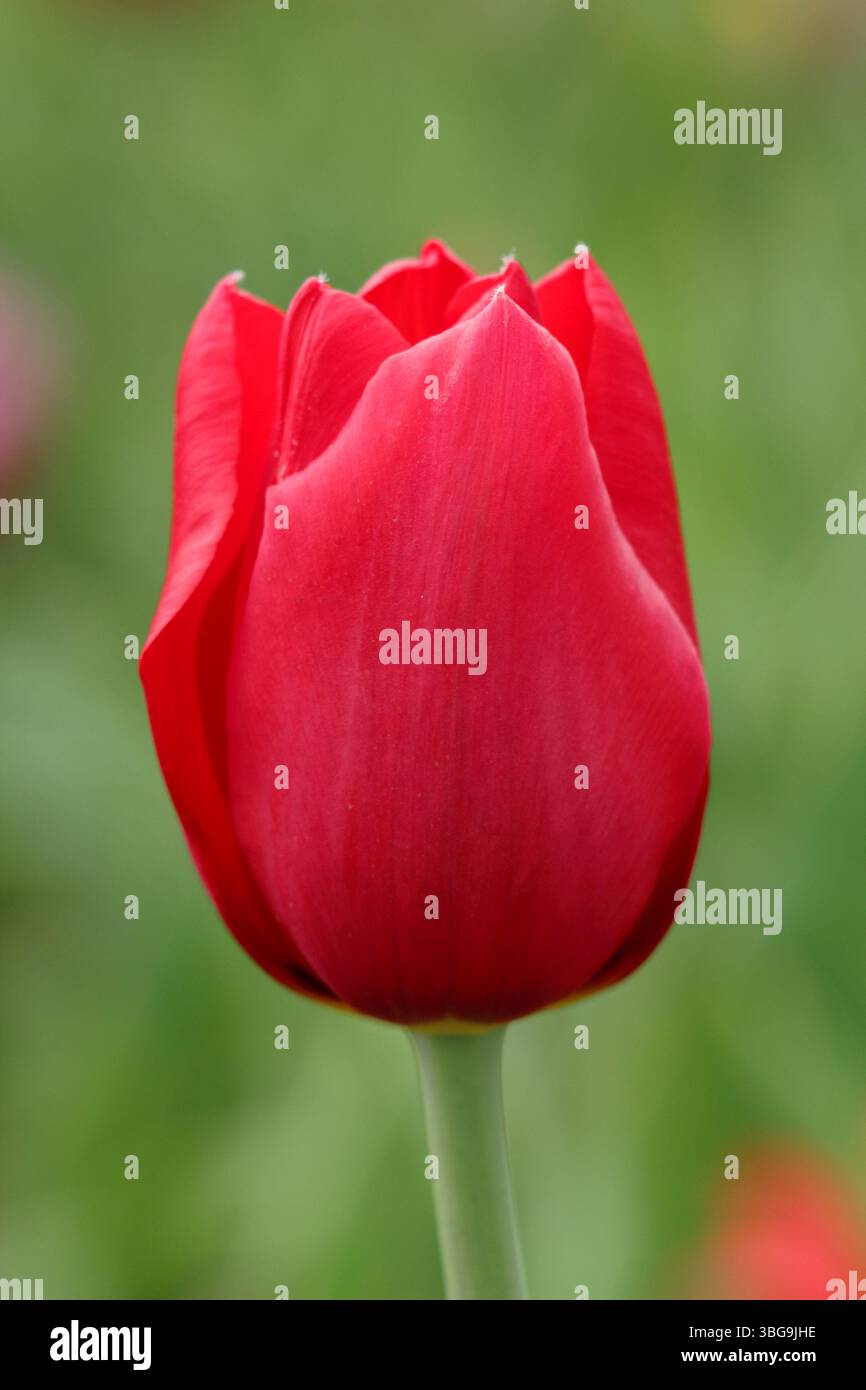 Tulipa Kingsblood Tulpe zeigt charakteristische leuchtend rote Blüten mit einem Spritzer Gelb an der Basis und blüht im April. UK Stockfoto