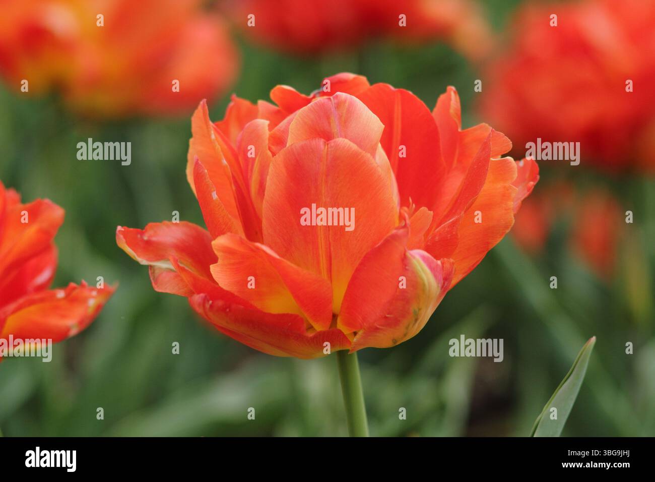 Tulipa Monte Orange. Tulpe Monte Orange, Doppeltulpe mit leuchtenden Orangenblüten im April. UK Stockfoto