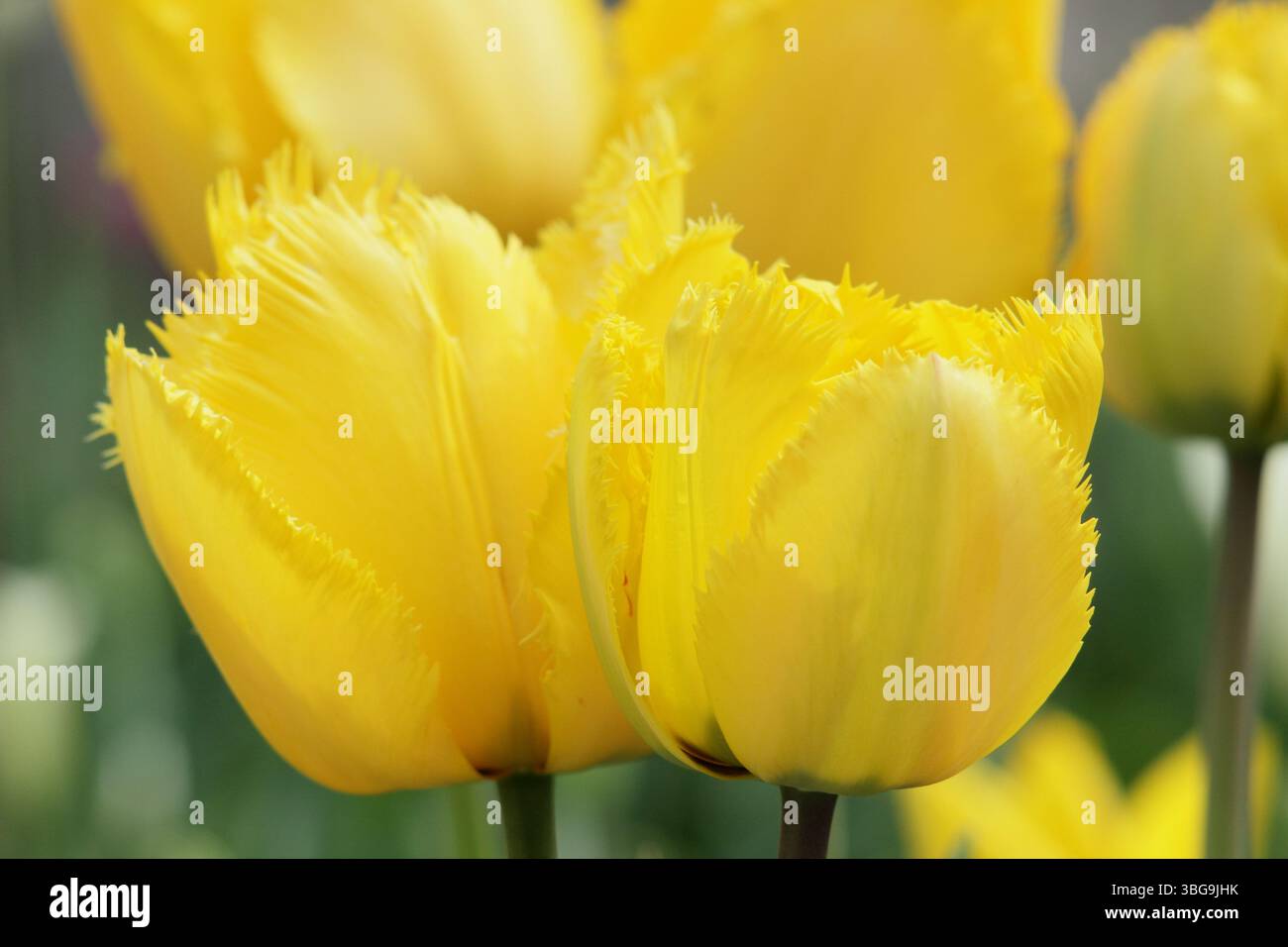 Tulipa Kristallstern. Tulip Crystal Star, eine gesäumte Tulpe mit leuchtend gelben Blüten im April. UK Stockfoto