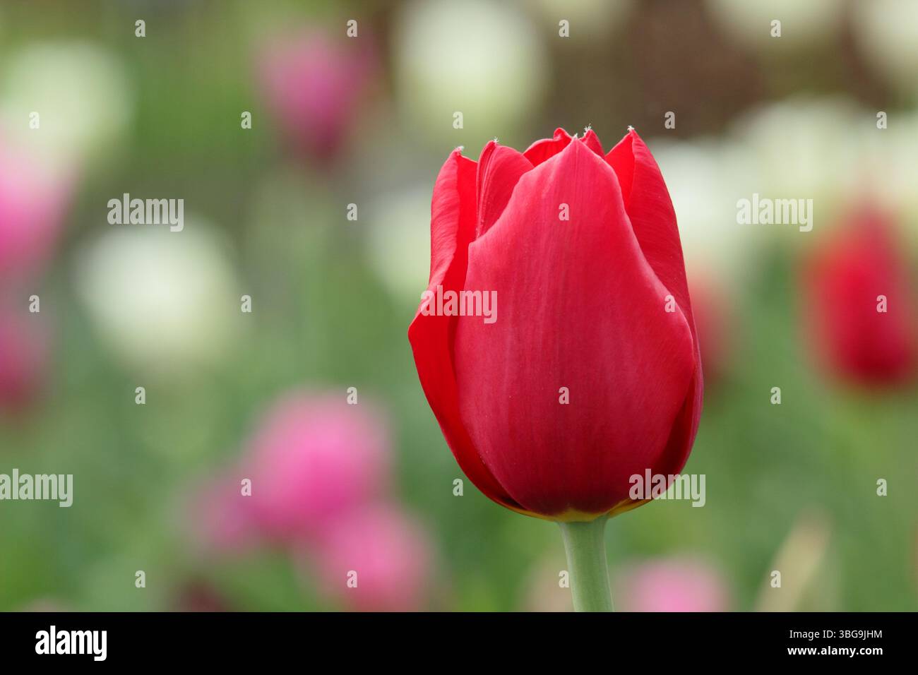 Tulipa Kingsblood Tulpe zeigt charakteristische leuchtend rote Blüten mit einem Spritzer Gelb an der Basis und blüht im April. UK Stockfoto