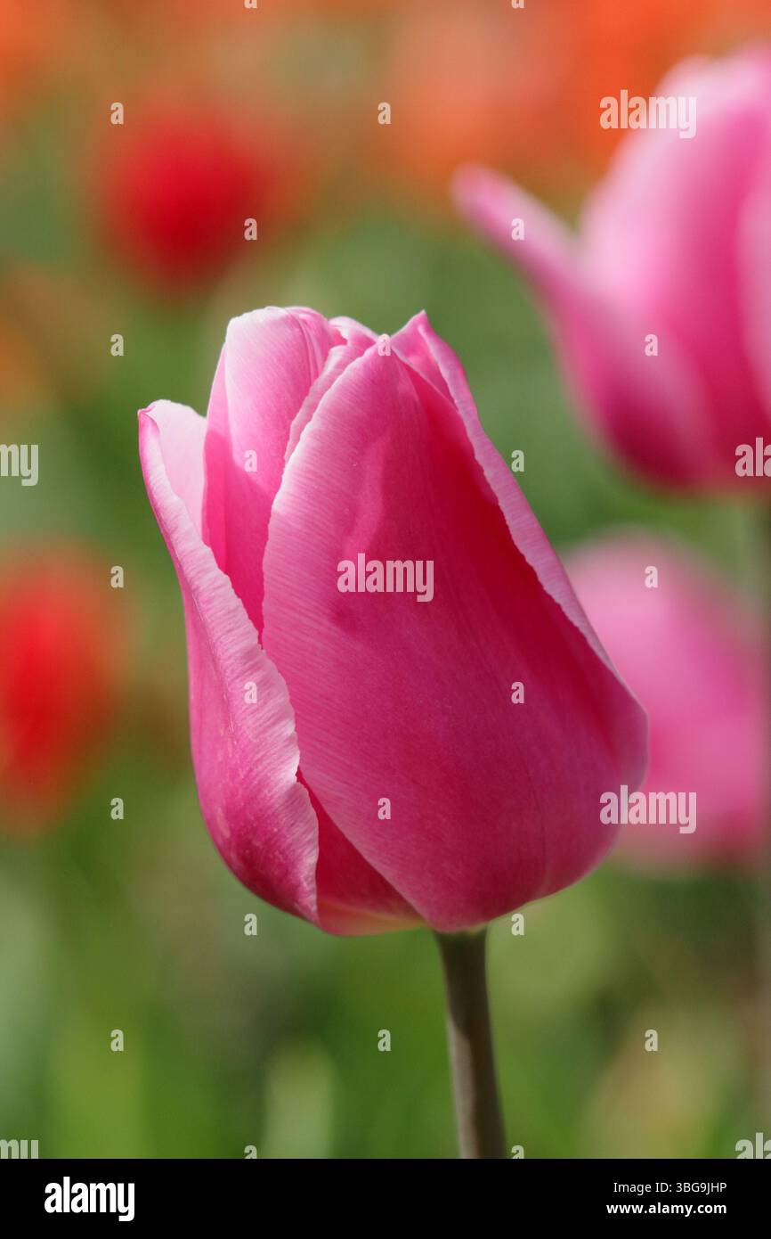 Tulipa Happy Family. Tulip Happy Family blüht im April. UK Stockfoto